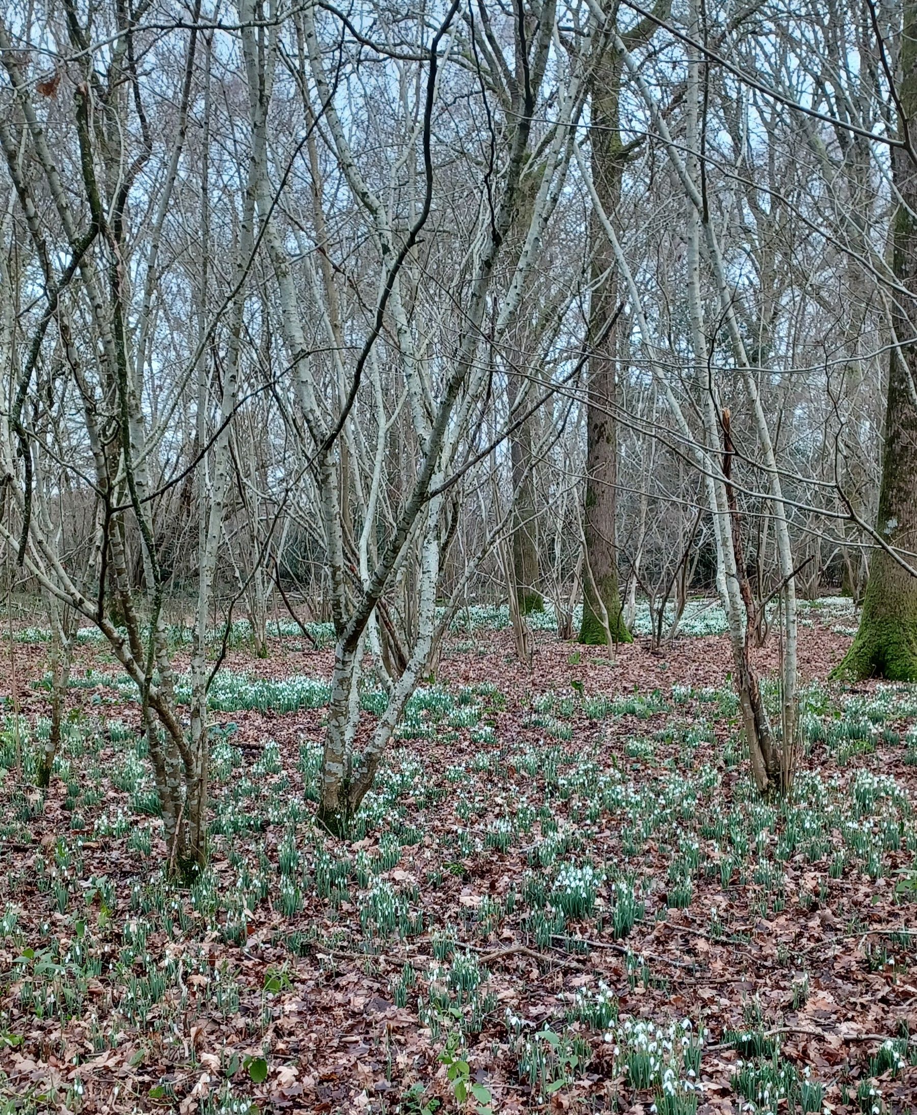 Snowdrops at Chetterwood