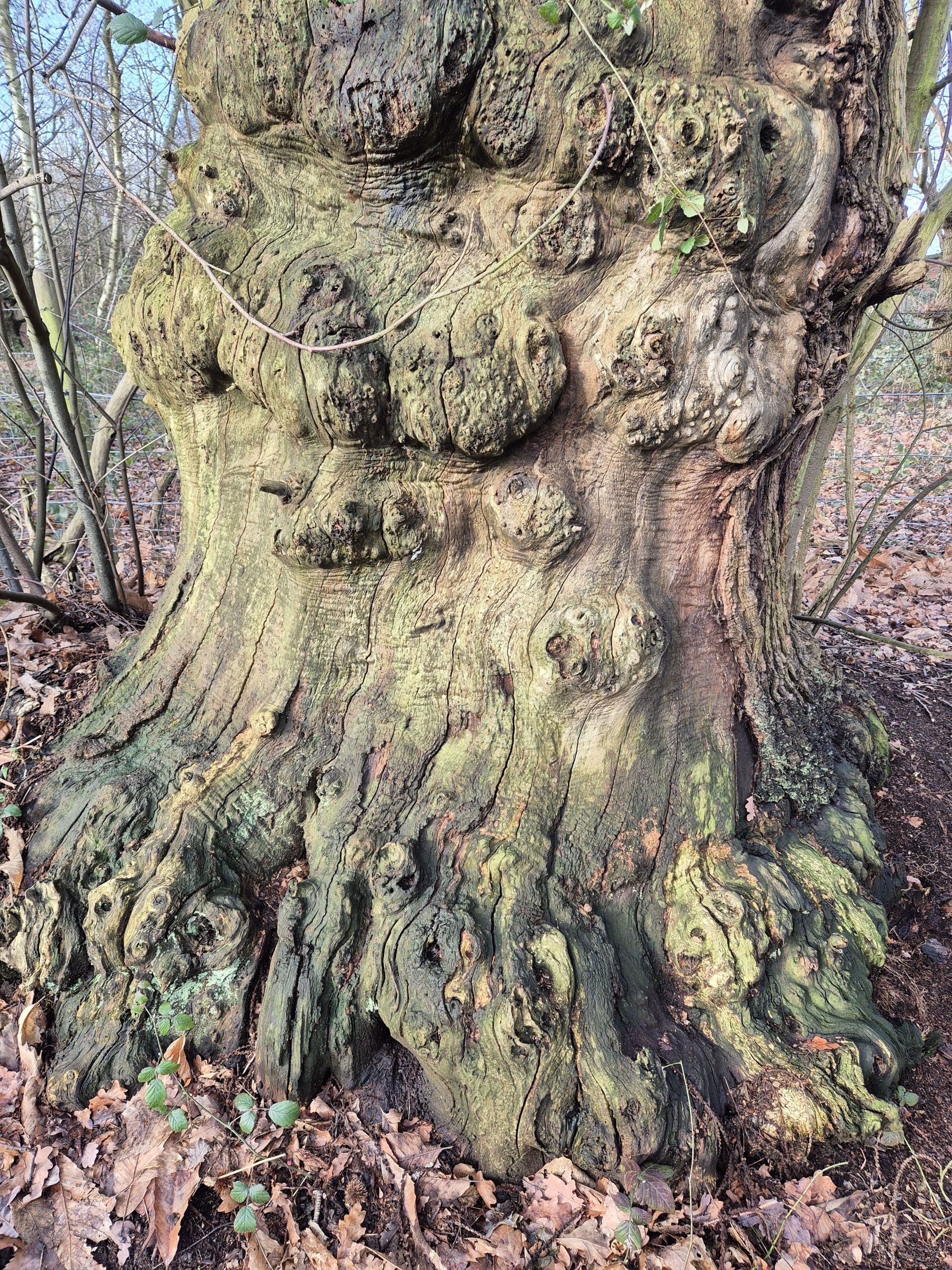 Gnarly Tree, Stanmore