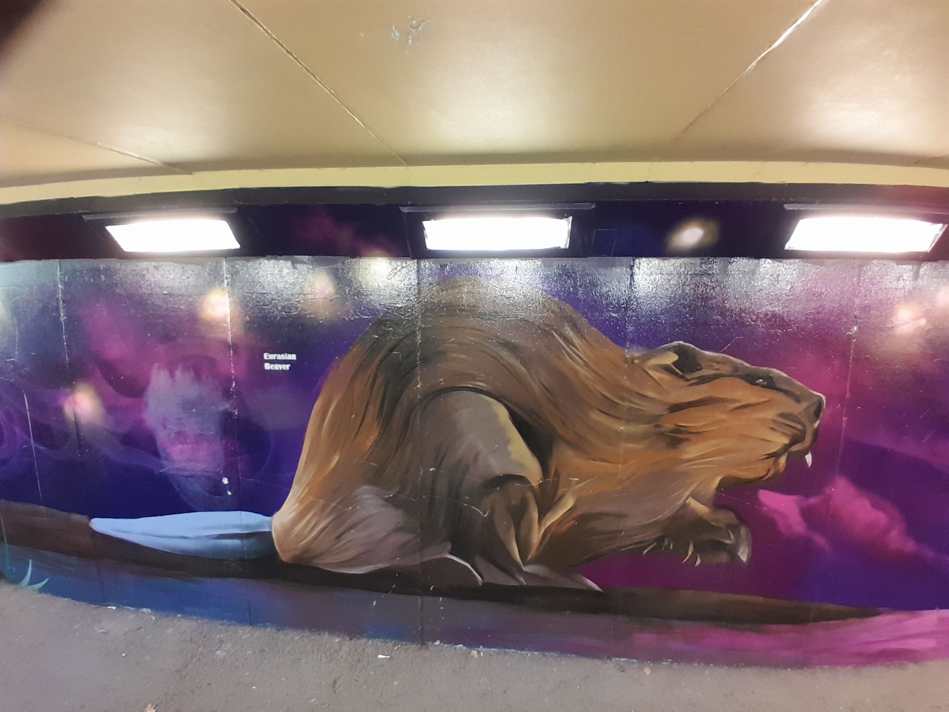 Beaver painting