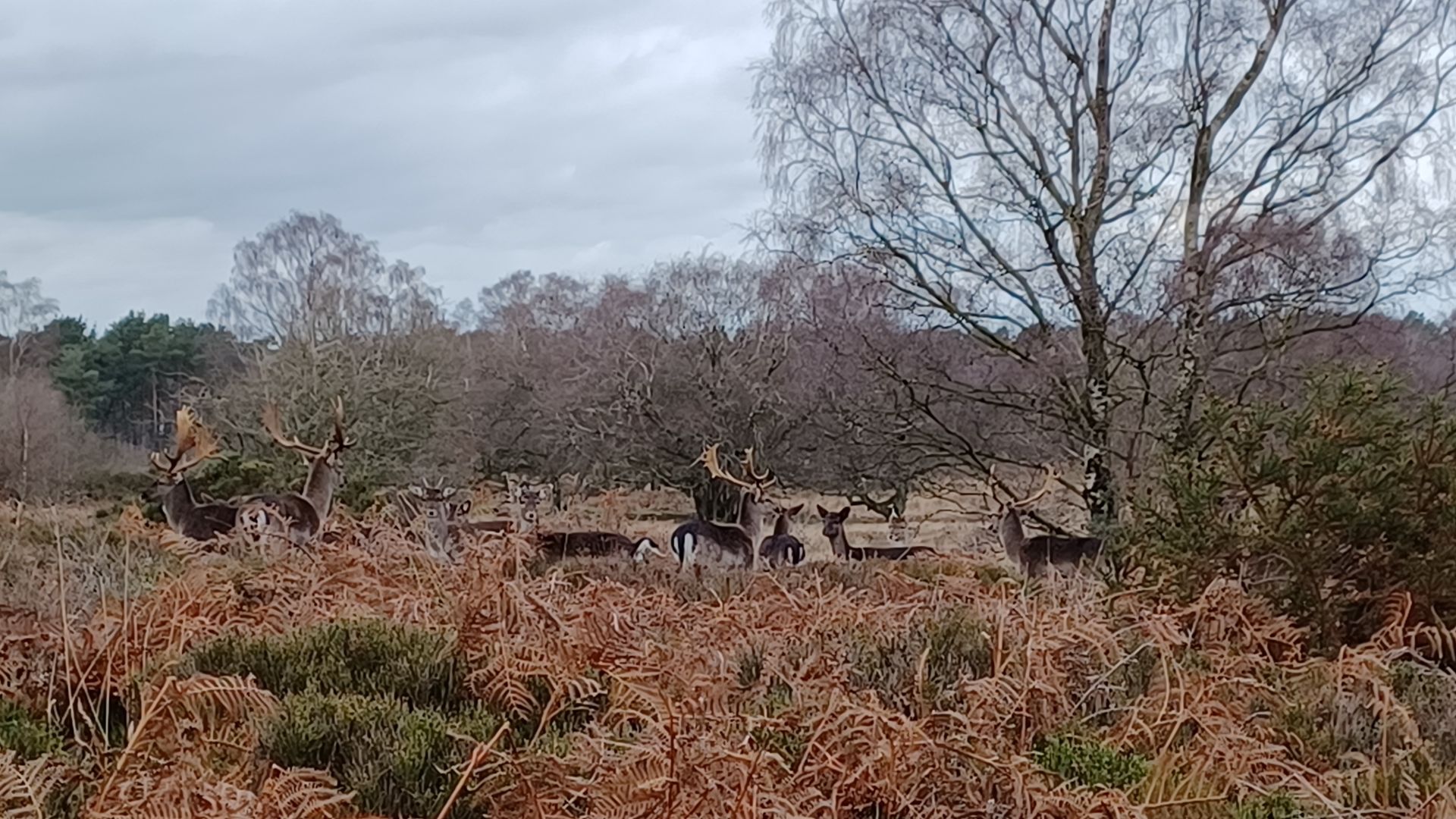 Deer on Cannock Chase.
