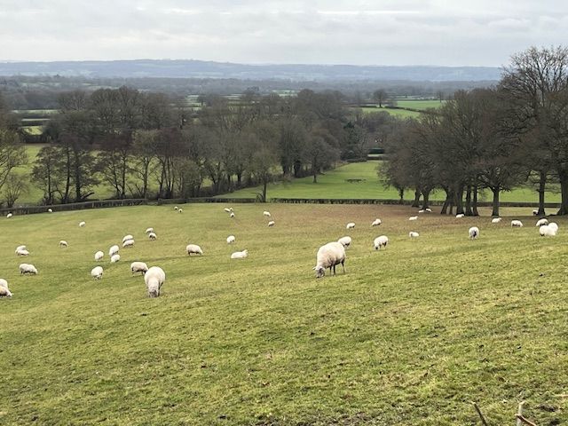 Sheep in field