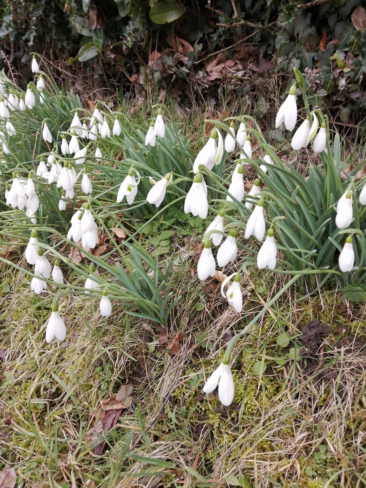 Snowdrops and Bus Stops (including Braziers Park Snowdrop Tea) - Ramblers