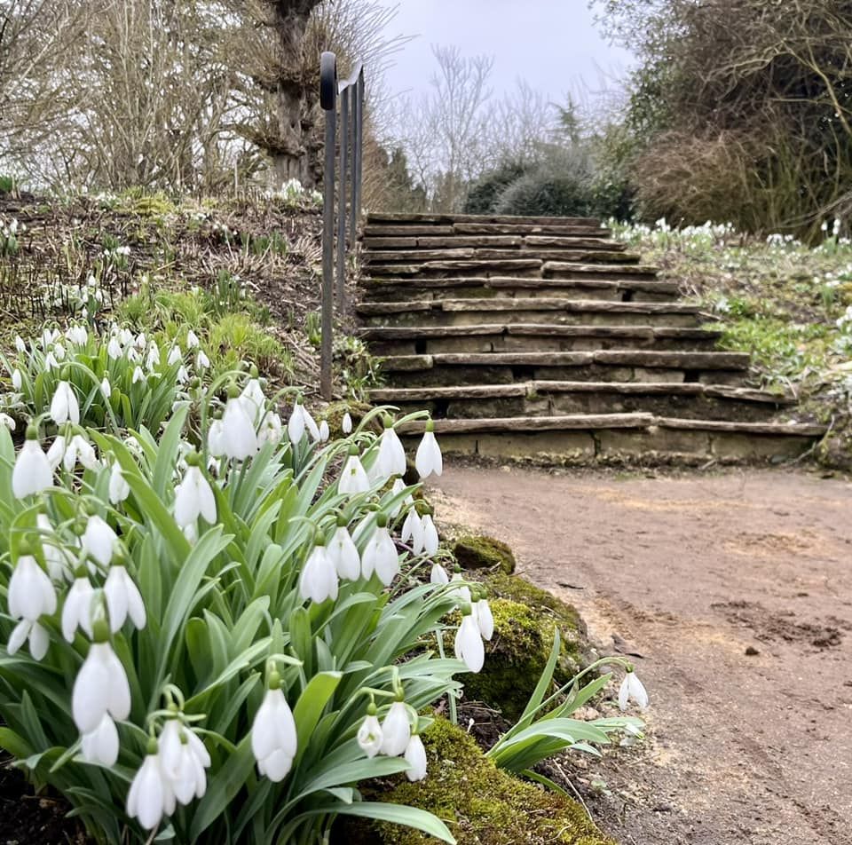 Snowdrops, and a flight of steps behind
