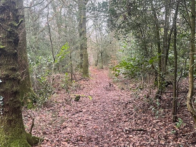Woodland walk