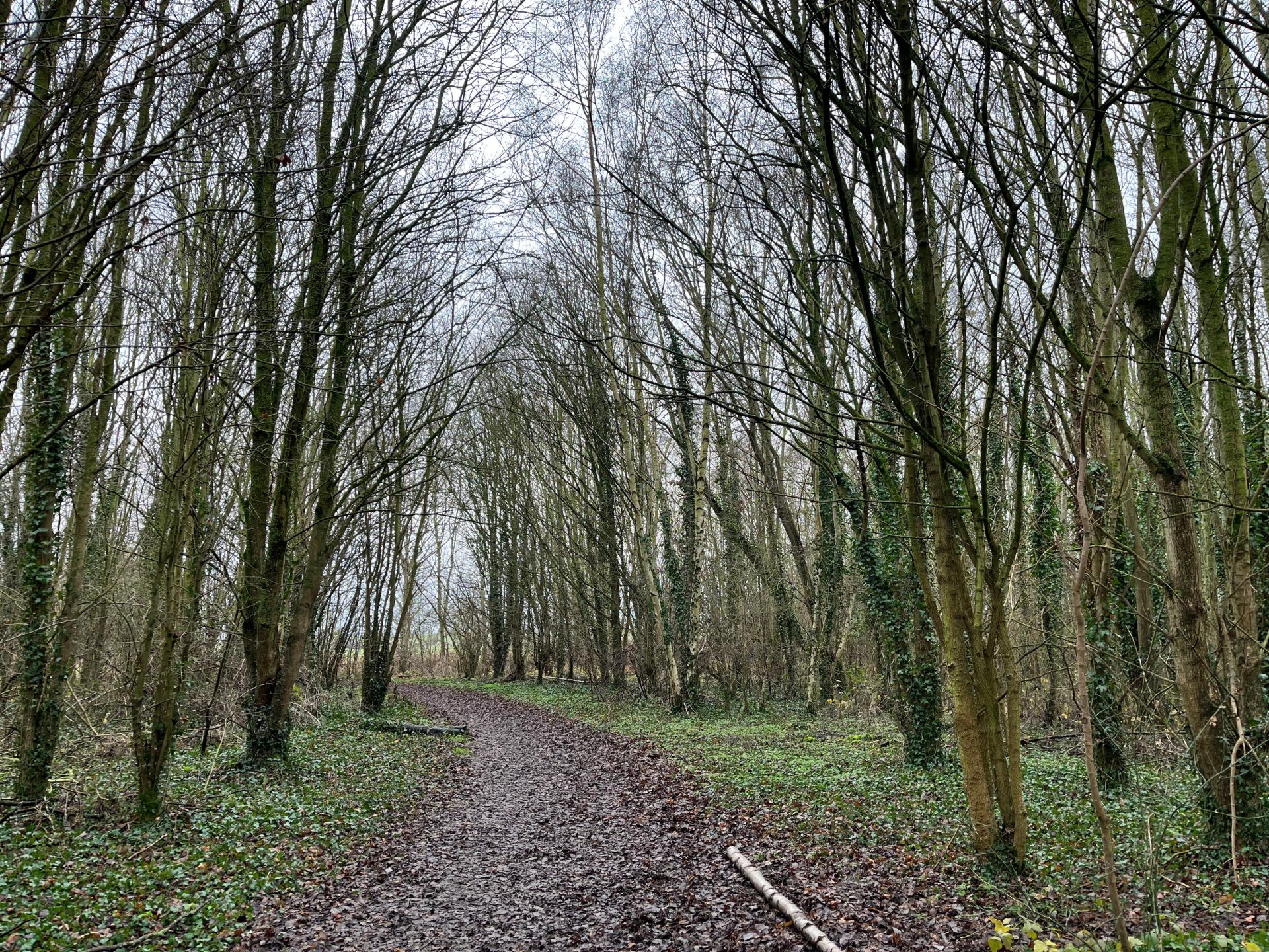 A woodland path