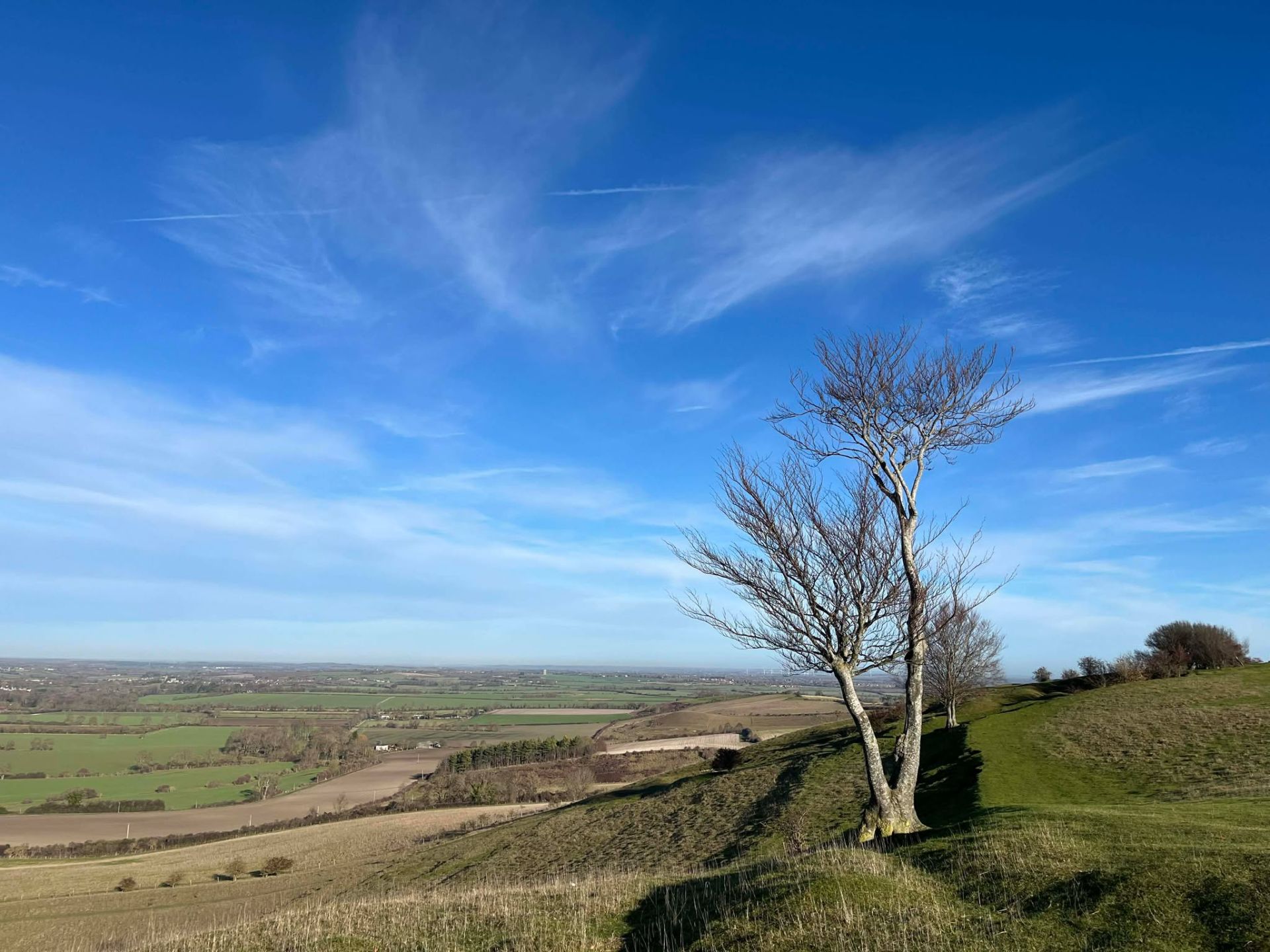 A field and trees