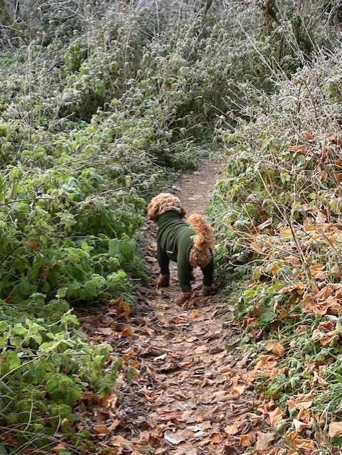 Dog in ferns