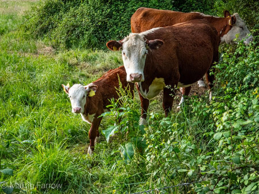 two cows in grass