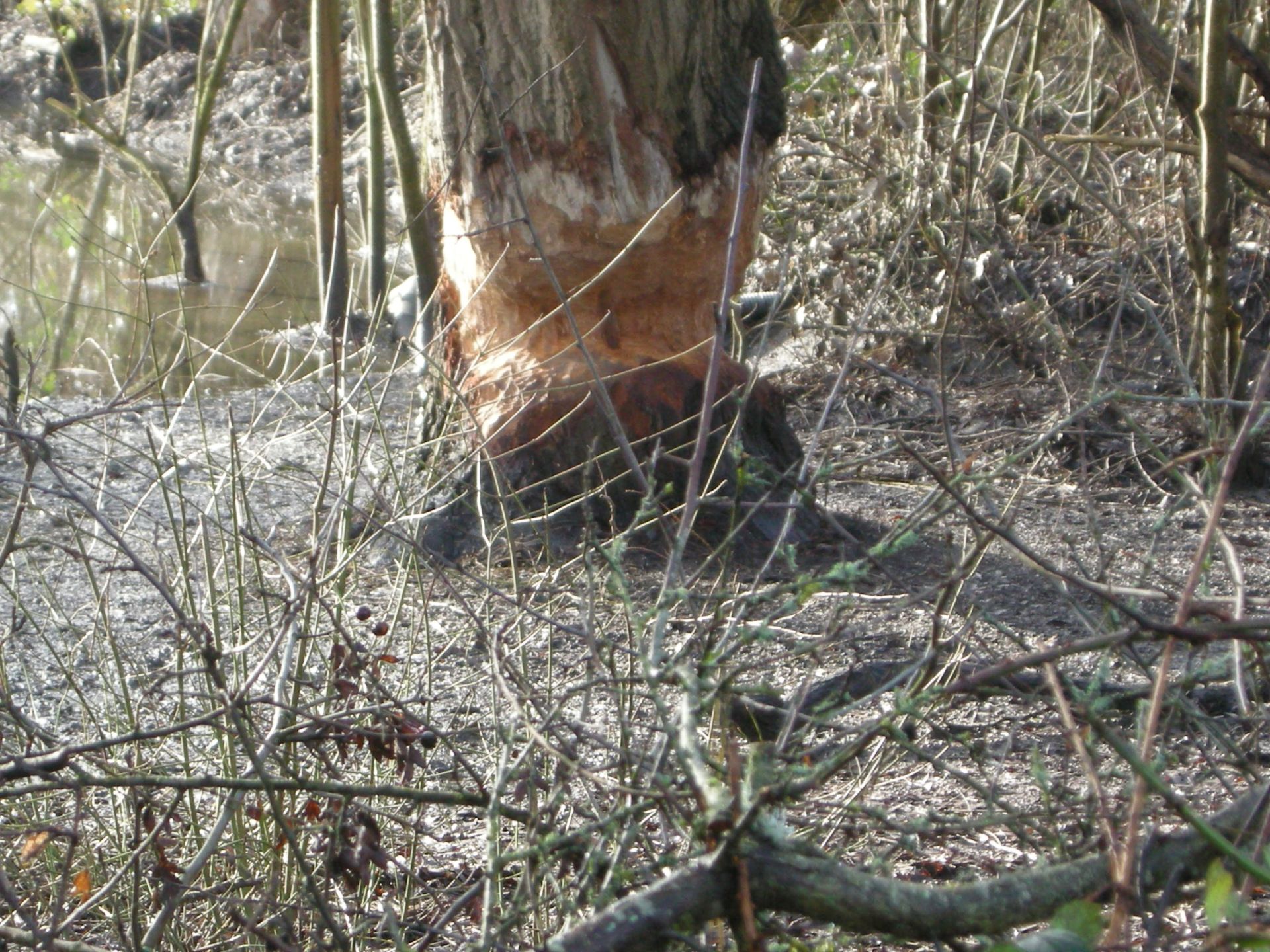 Beaver tree felling.