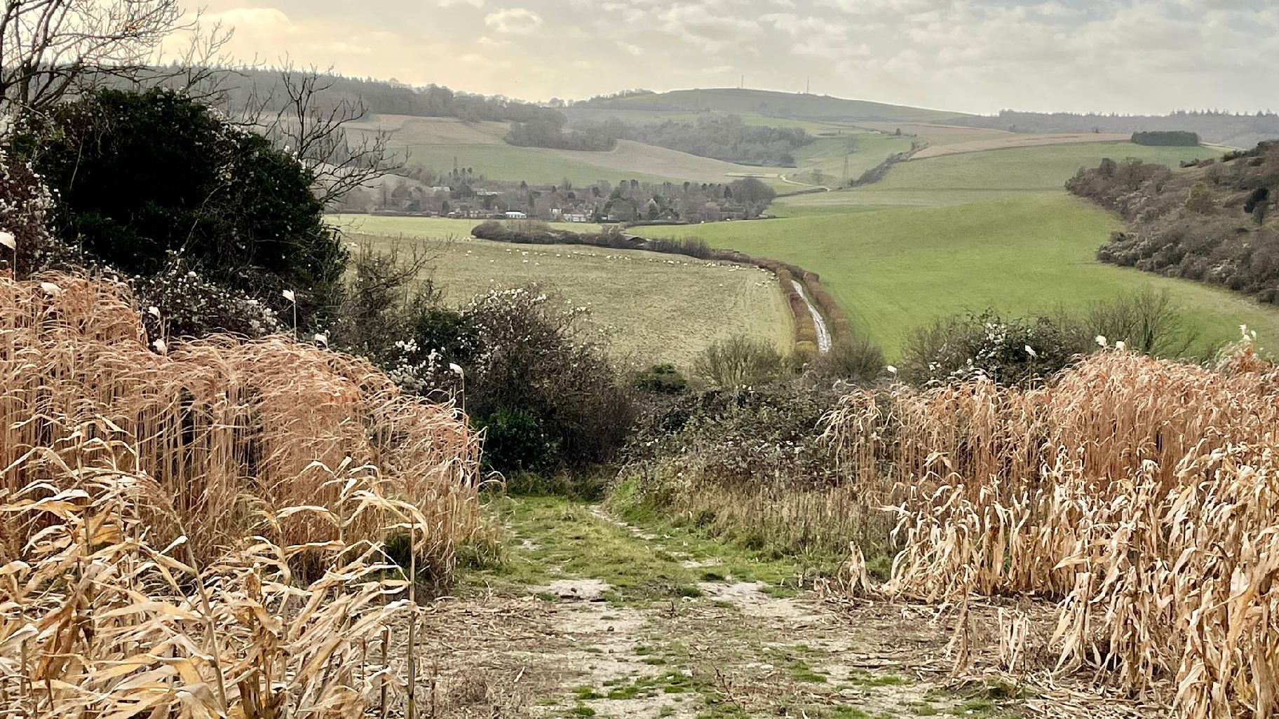 looking back to Levin Down