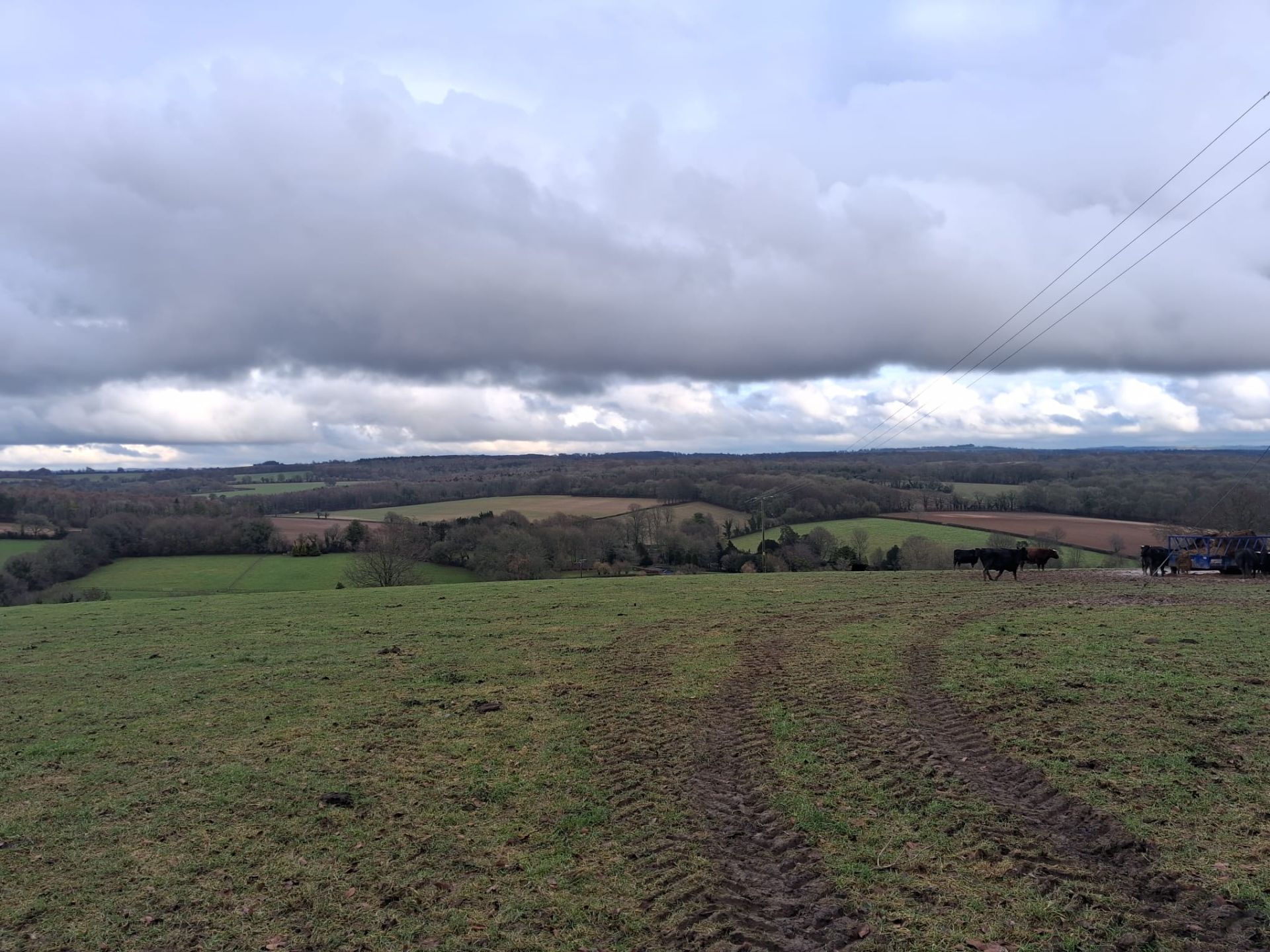 Typical scenery of downland pastures.