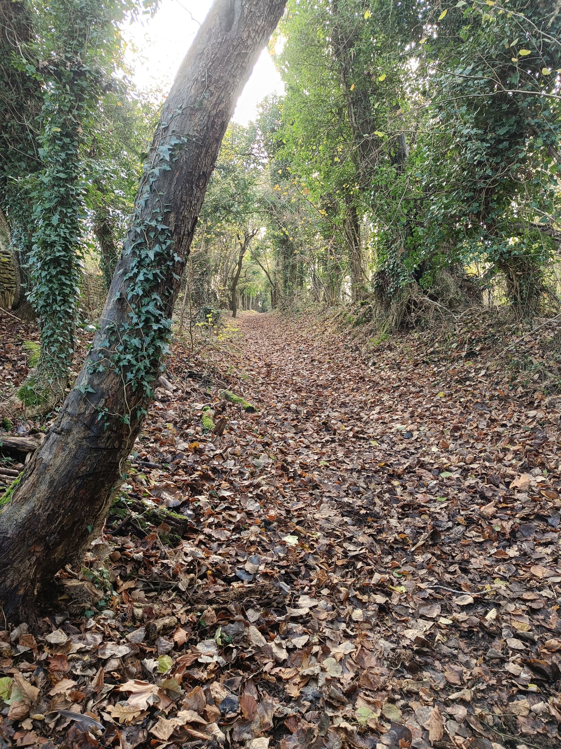Wyres Lane looking towards Wadswick Common