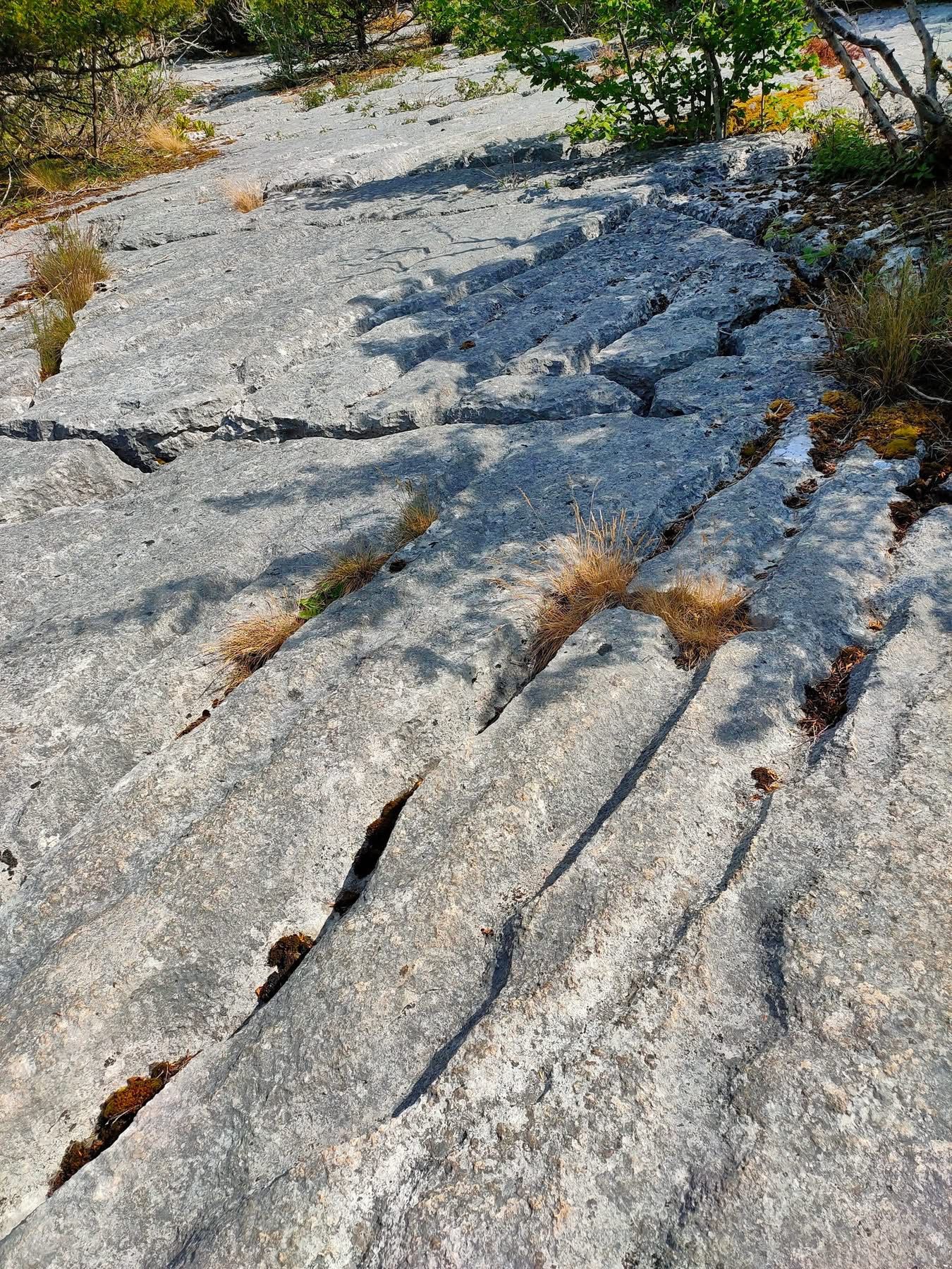 Limestone pavement 
