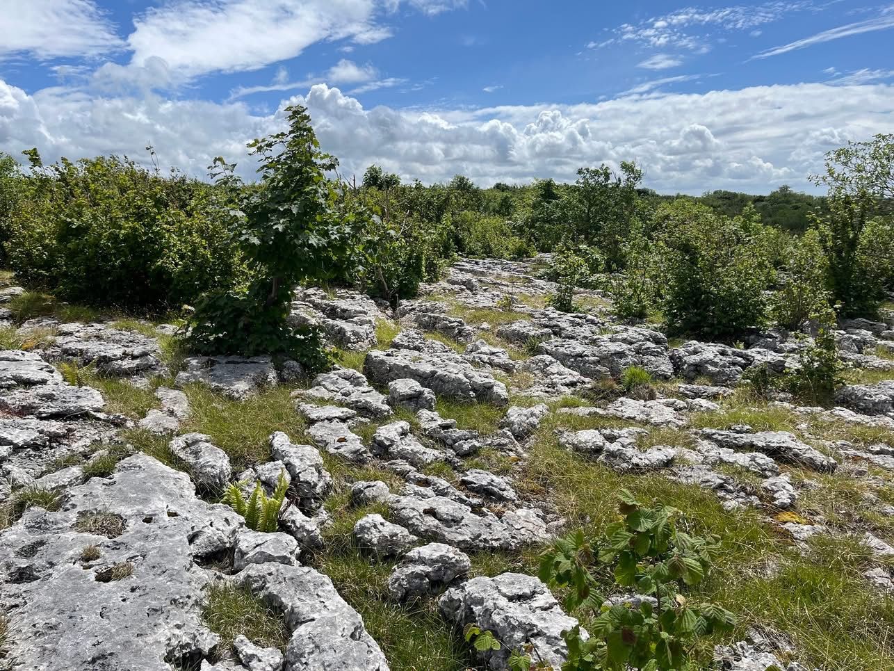 Limestone pavement