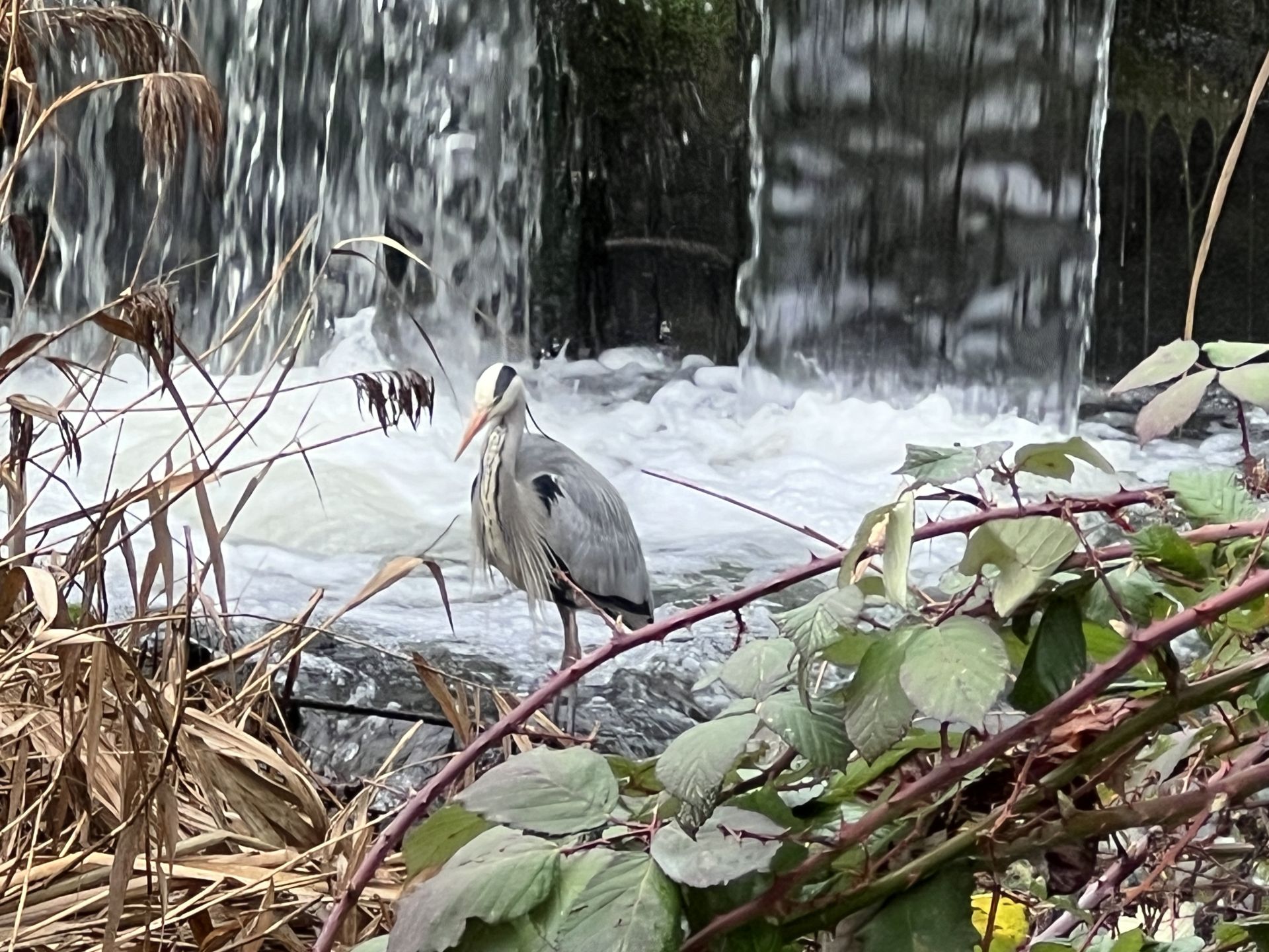 A heron at Woodbury Wetlands