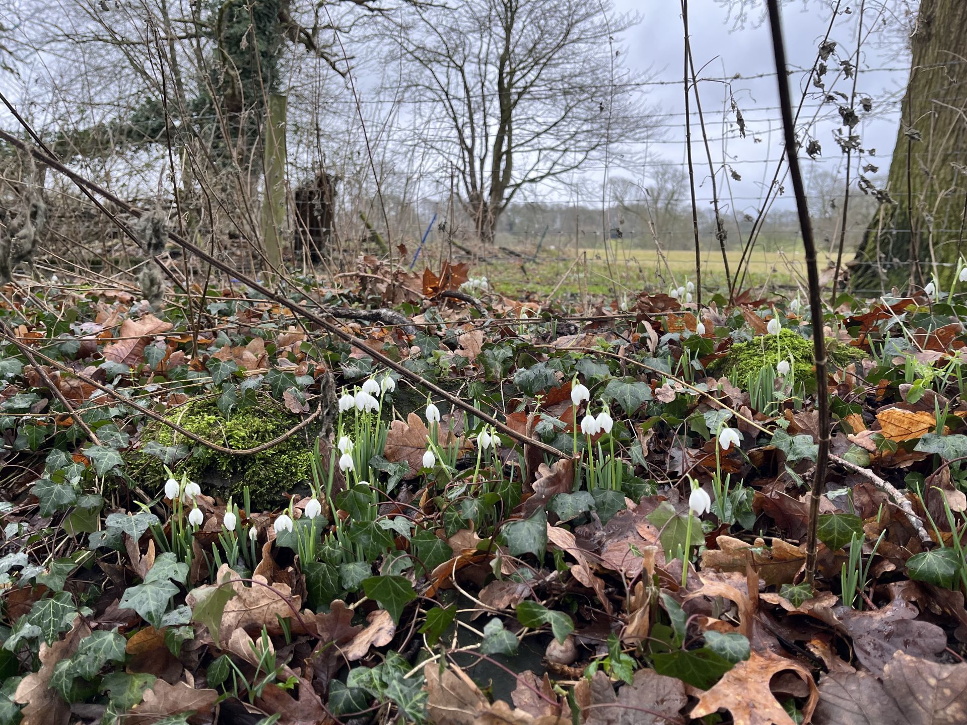 Snowdrops at Sandon