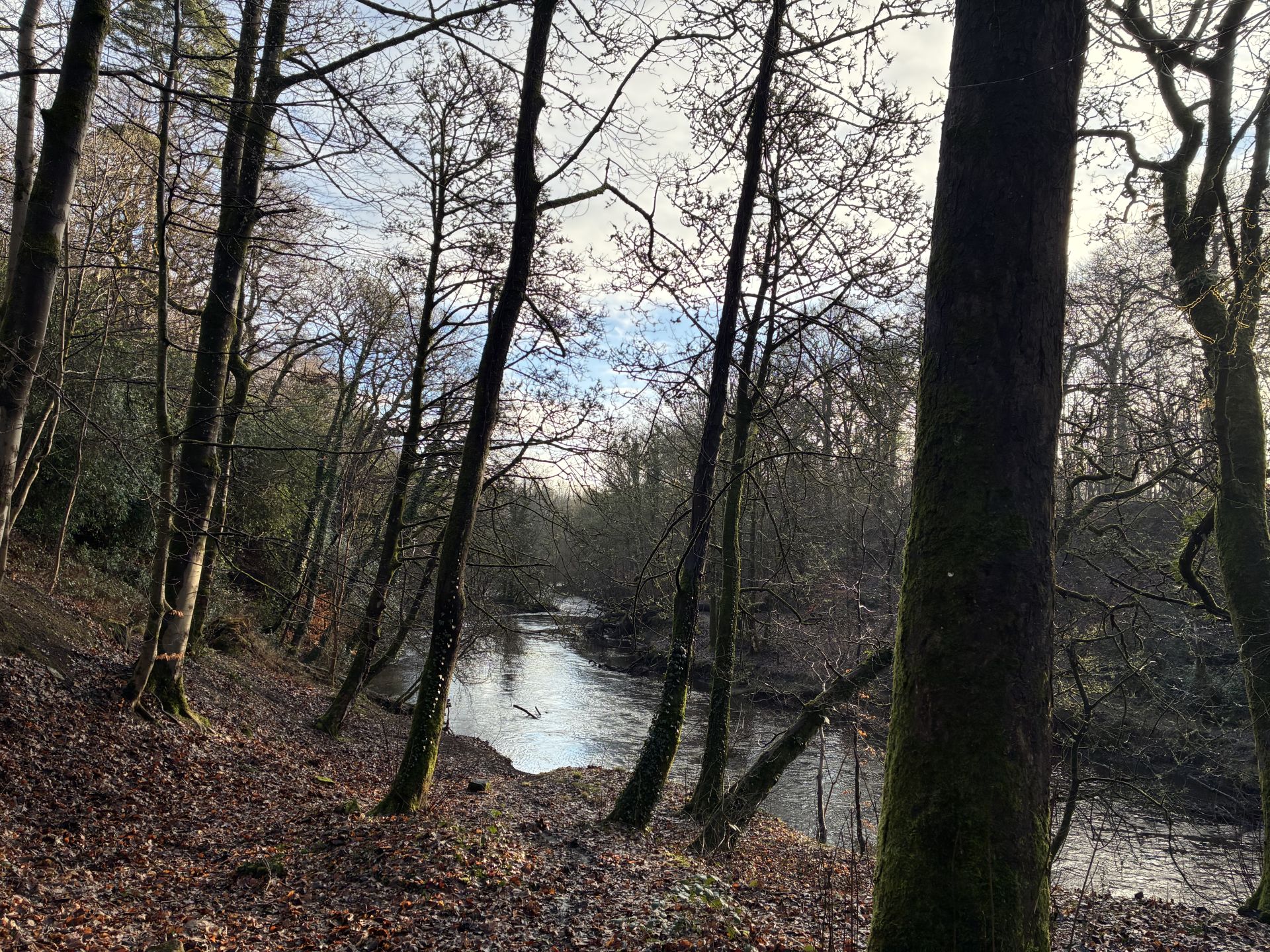 A stretch of riverside woodland