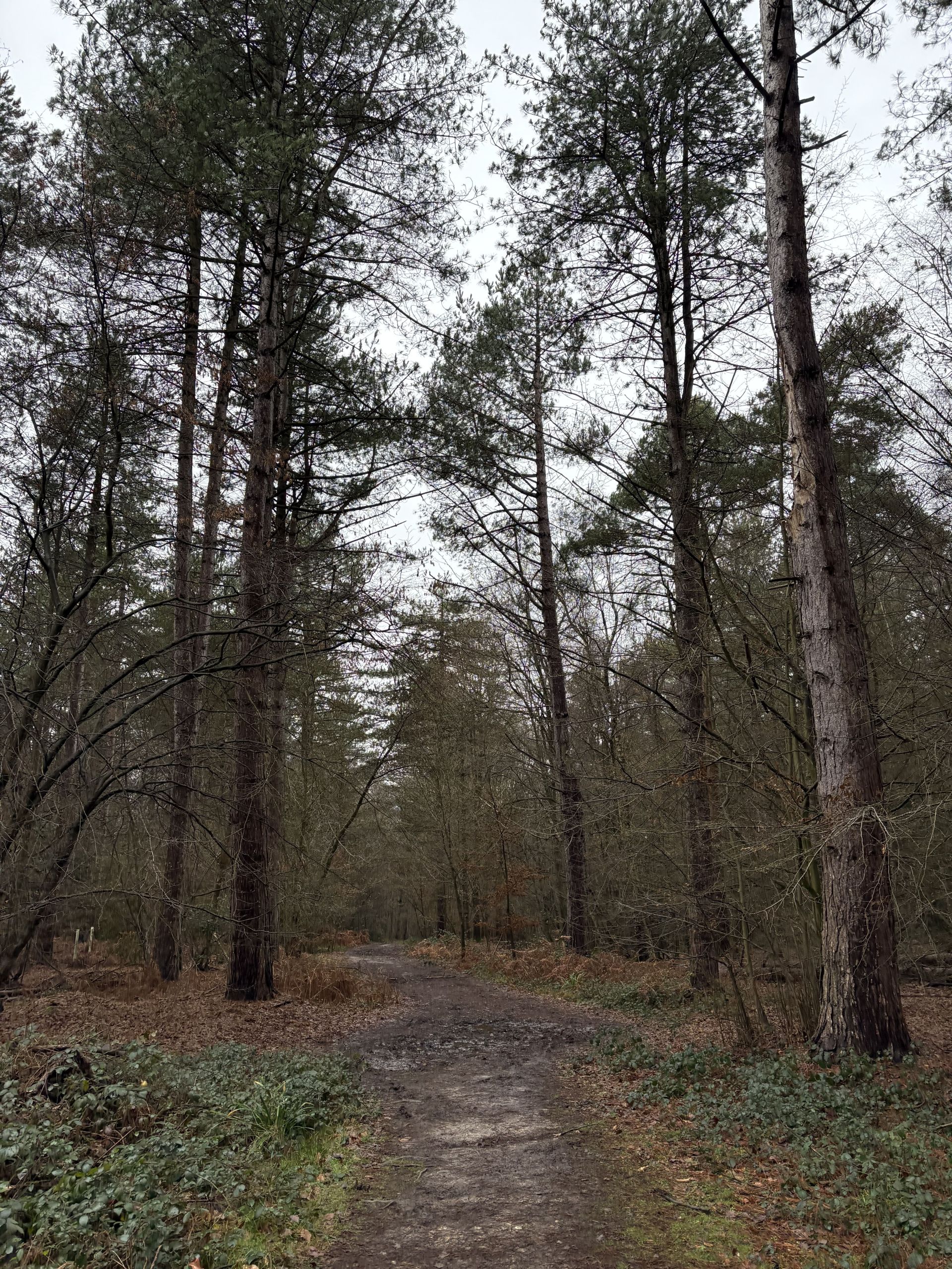Harmersgreen woods