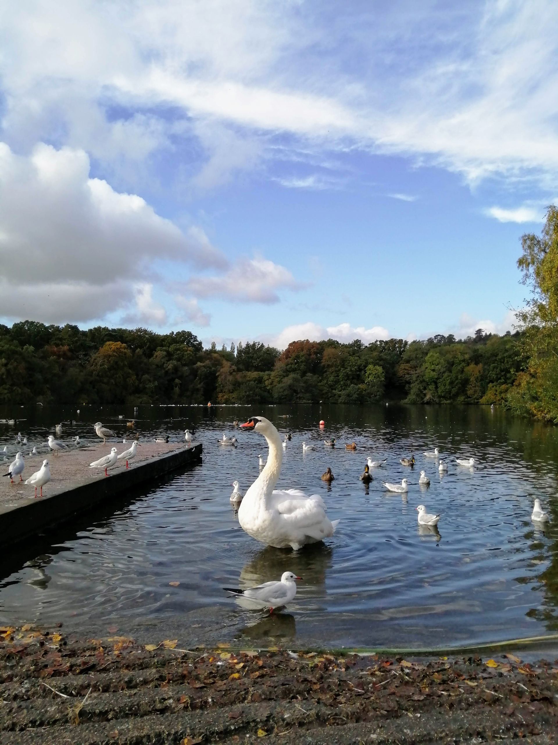 A graceful swan surrounded by seagulls and ducks on a peaceful lake