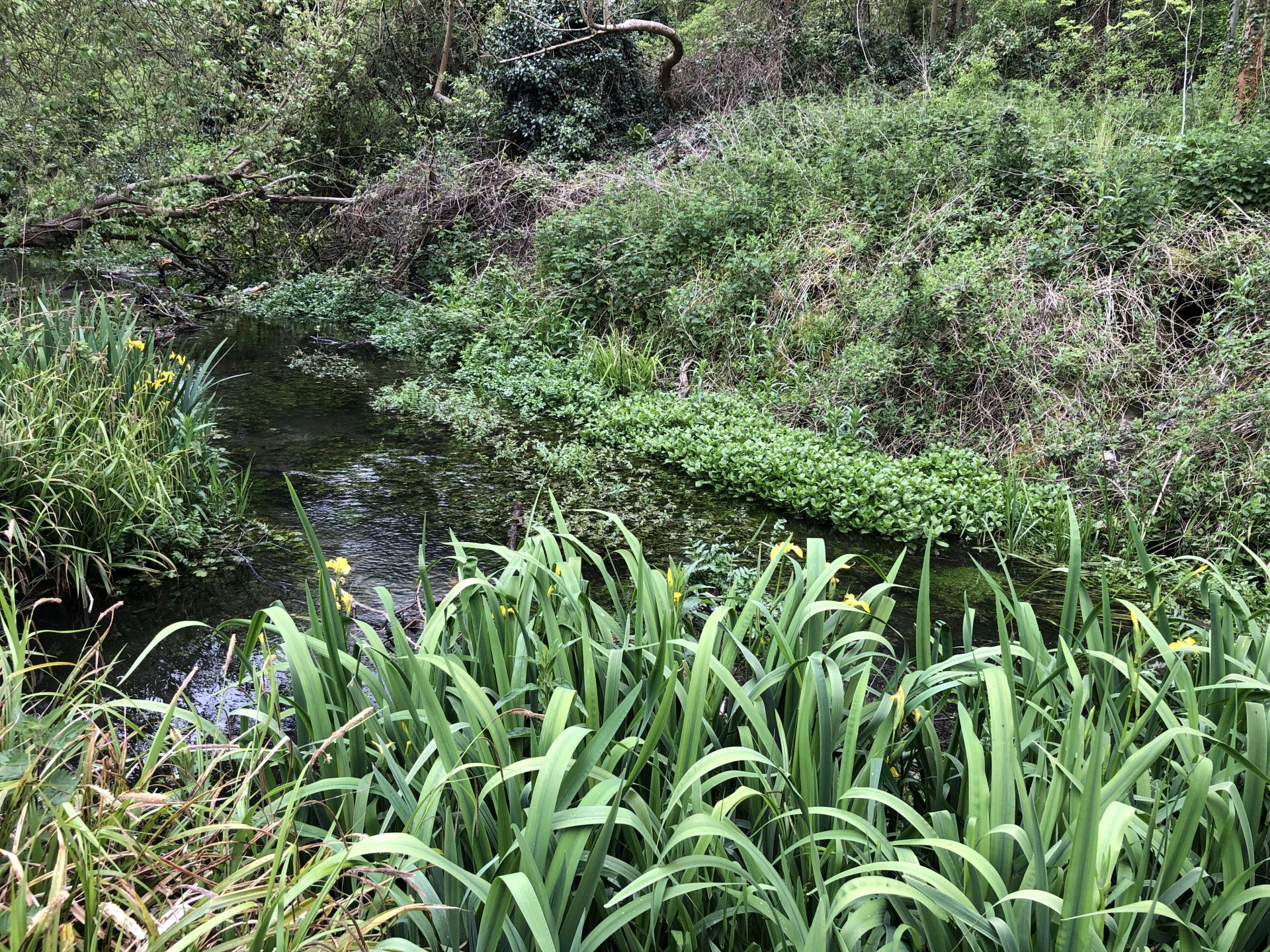 The Hogsmill Stream downstream of Ewell