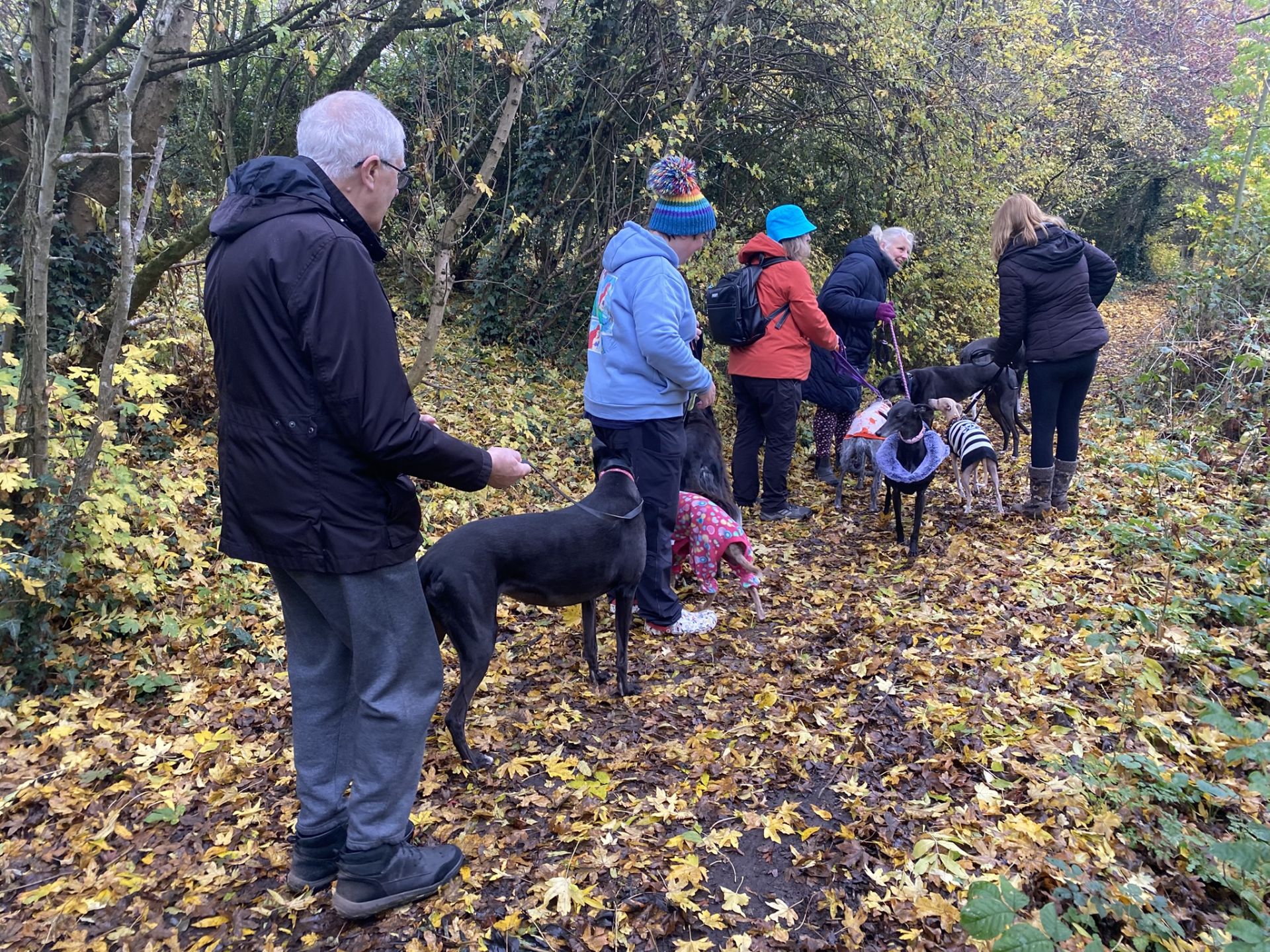 woodland setting, with a group and their dogs