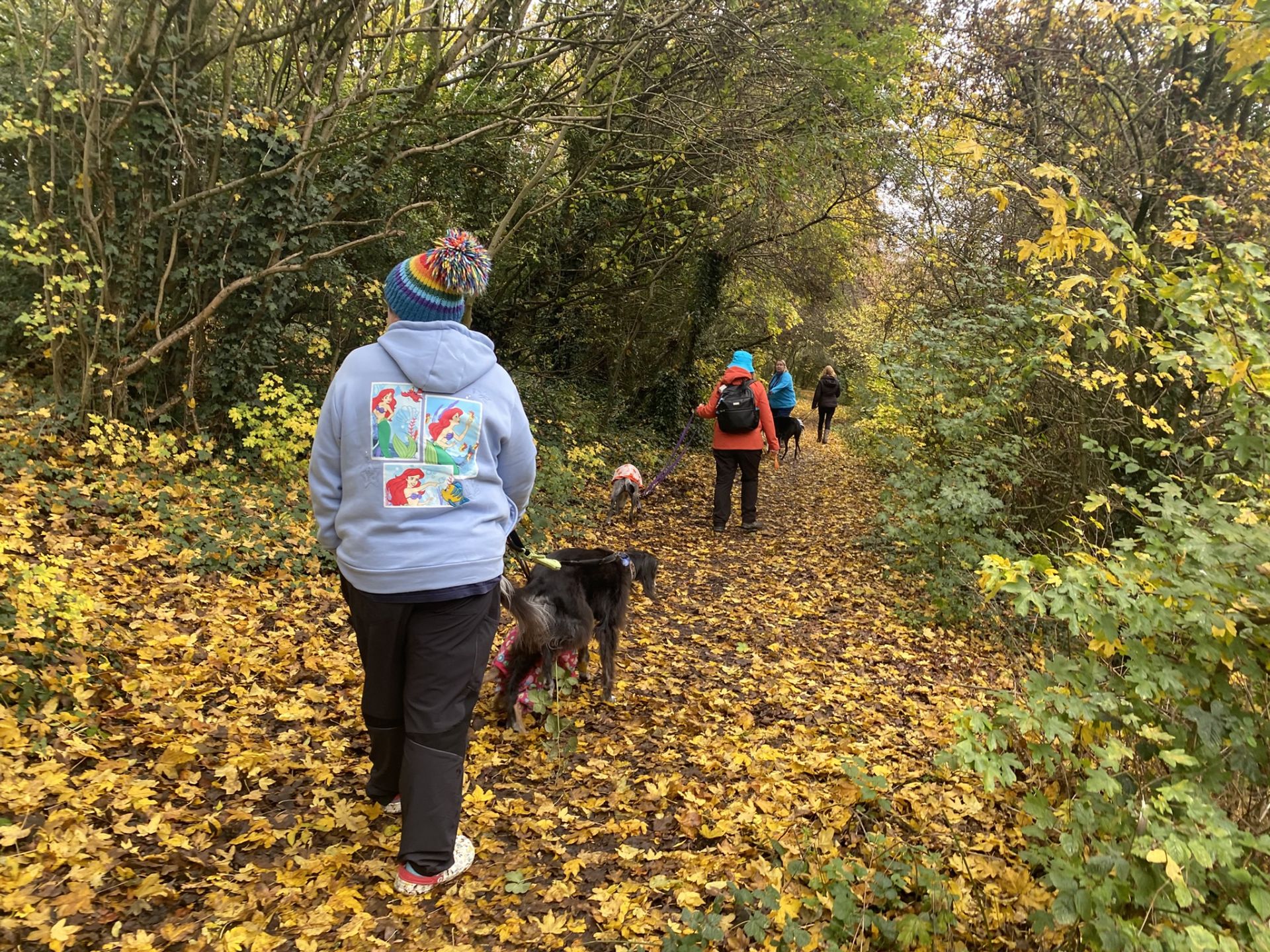 woodland setting, with a group and their dogs