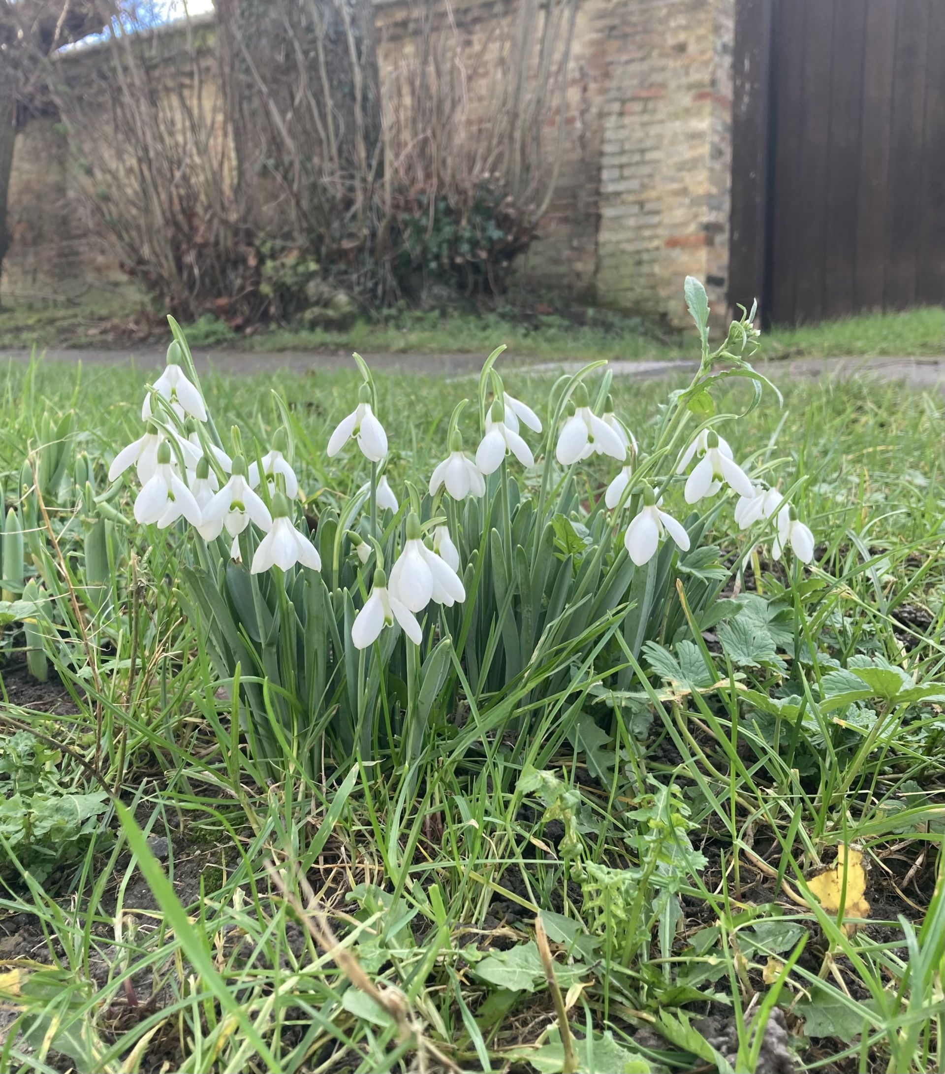 Snowdrops at Fen Ditton church