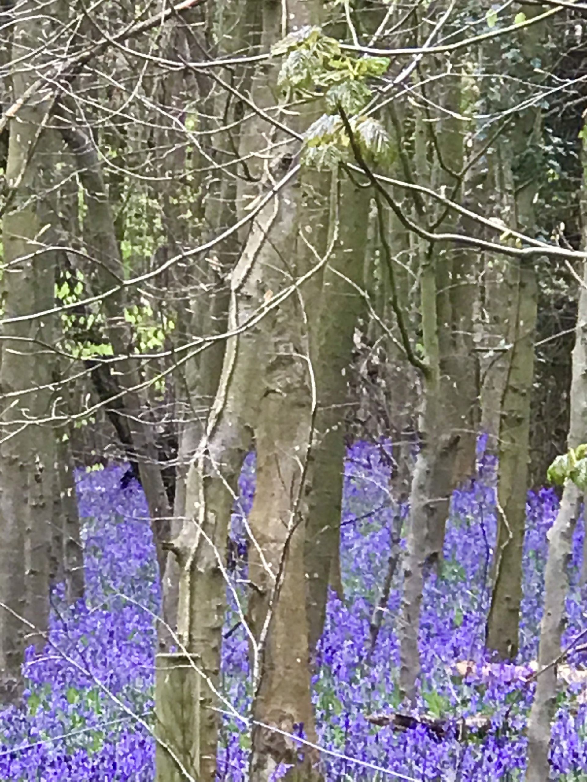 Biggin Hill Blue Bells