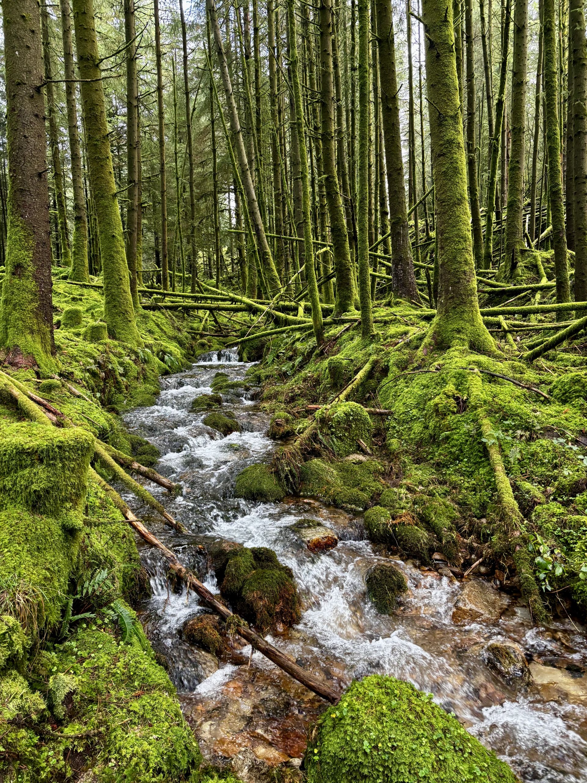 Stream with green moss covered trees