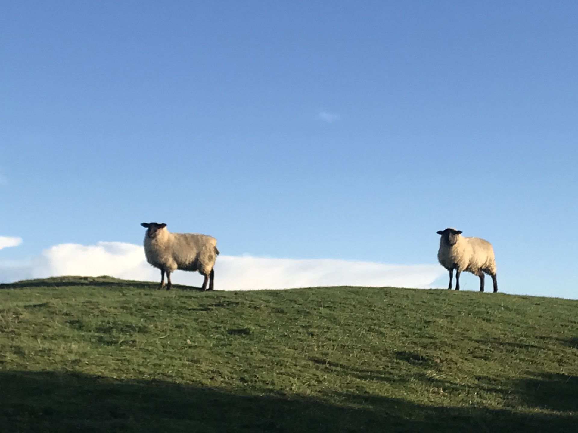 sheep in field