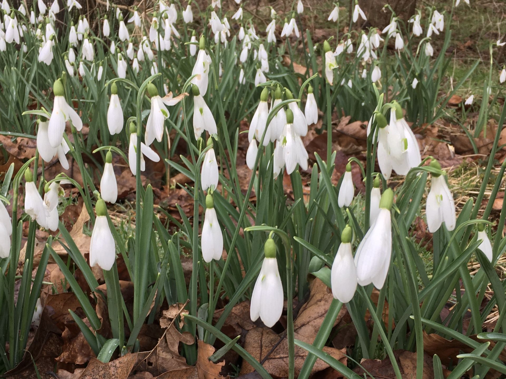 Snowdrops