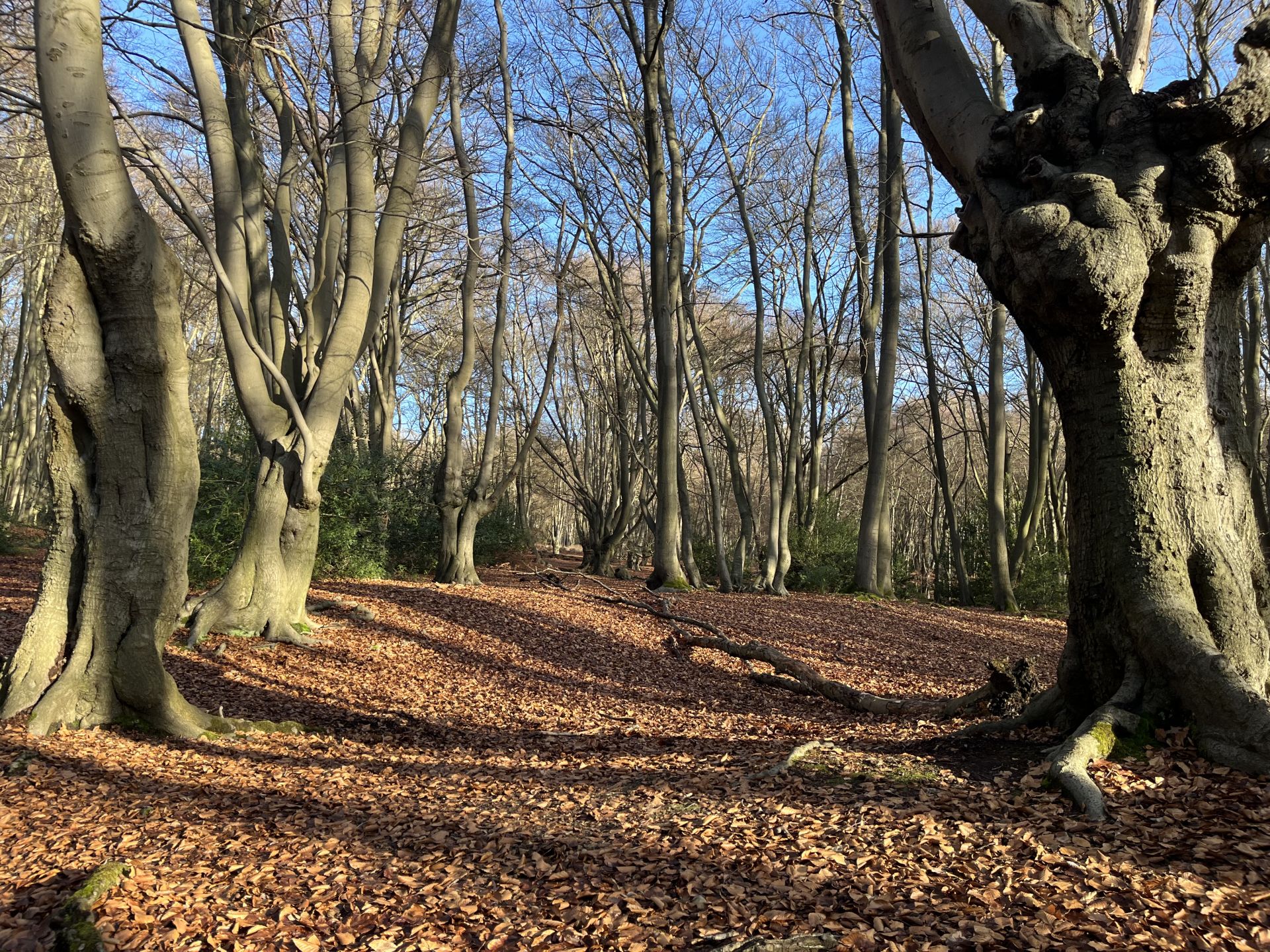 Loughton Camp, Epping Forest