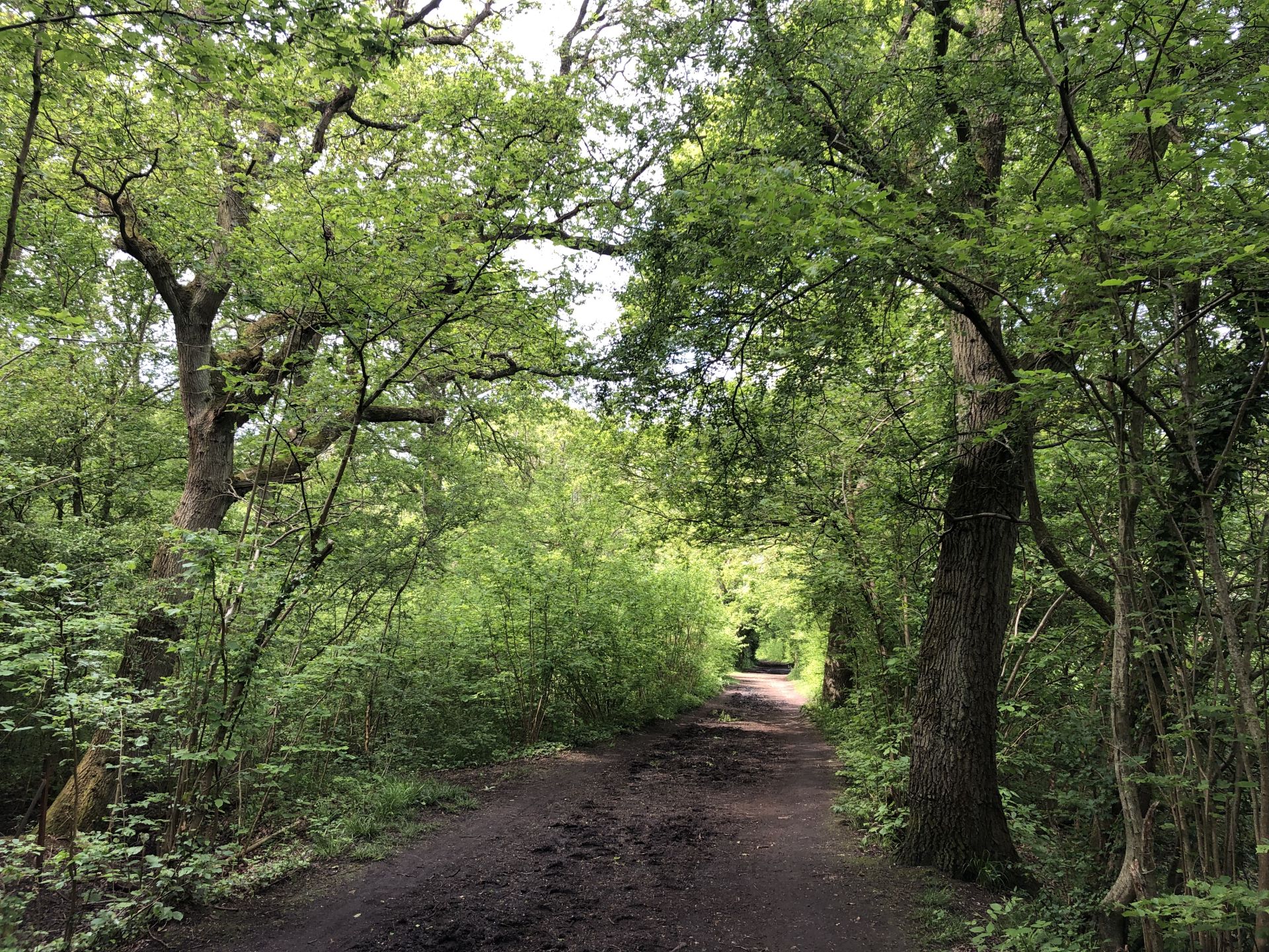 Horton Country Park - a path in the spring