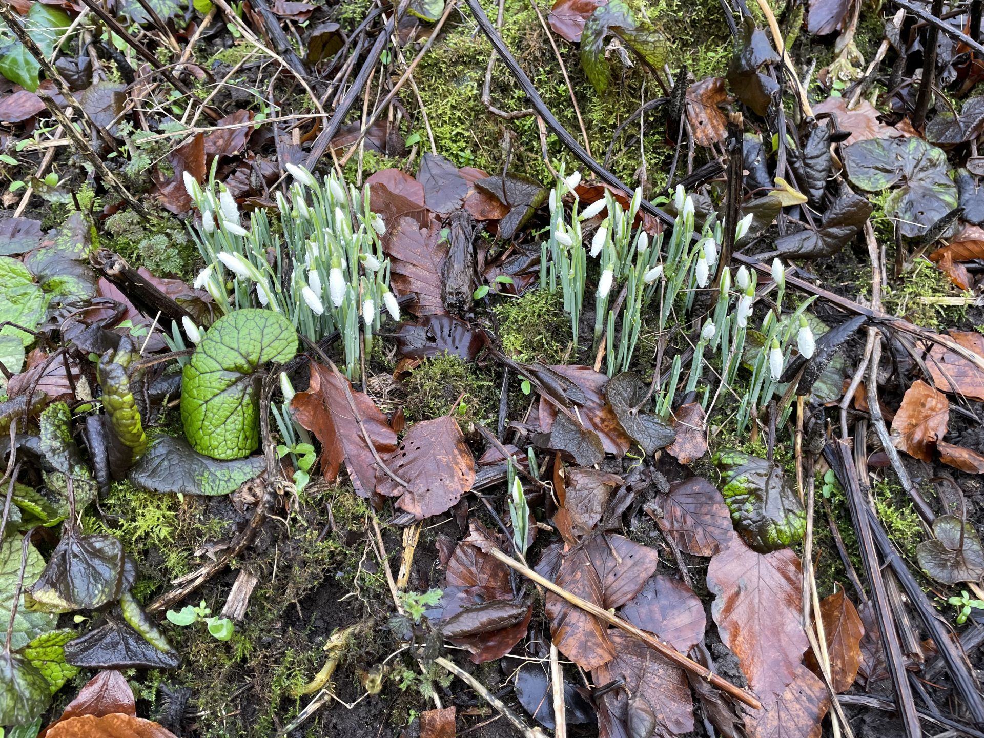 Snowdrops at Valleyfield