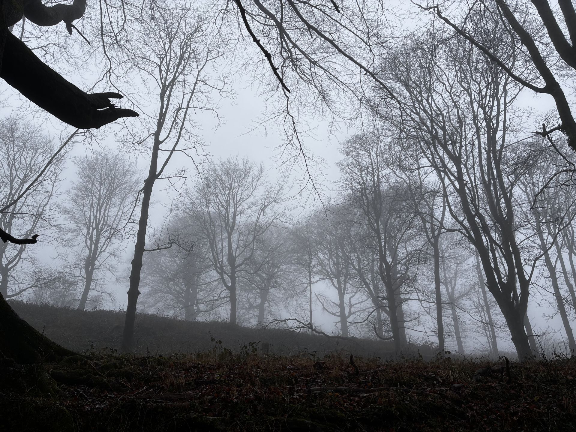 Ancient woodland in the winter mist