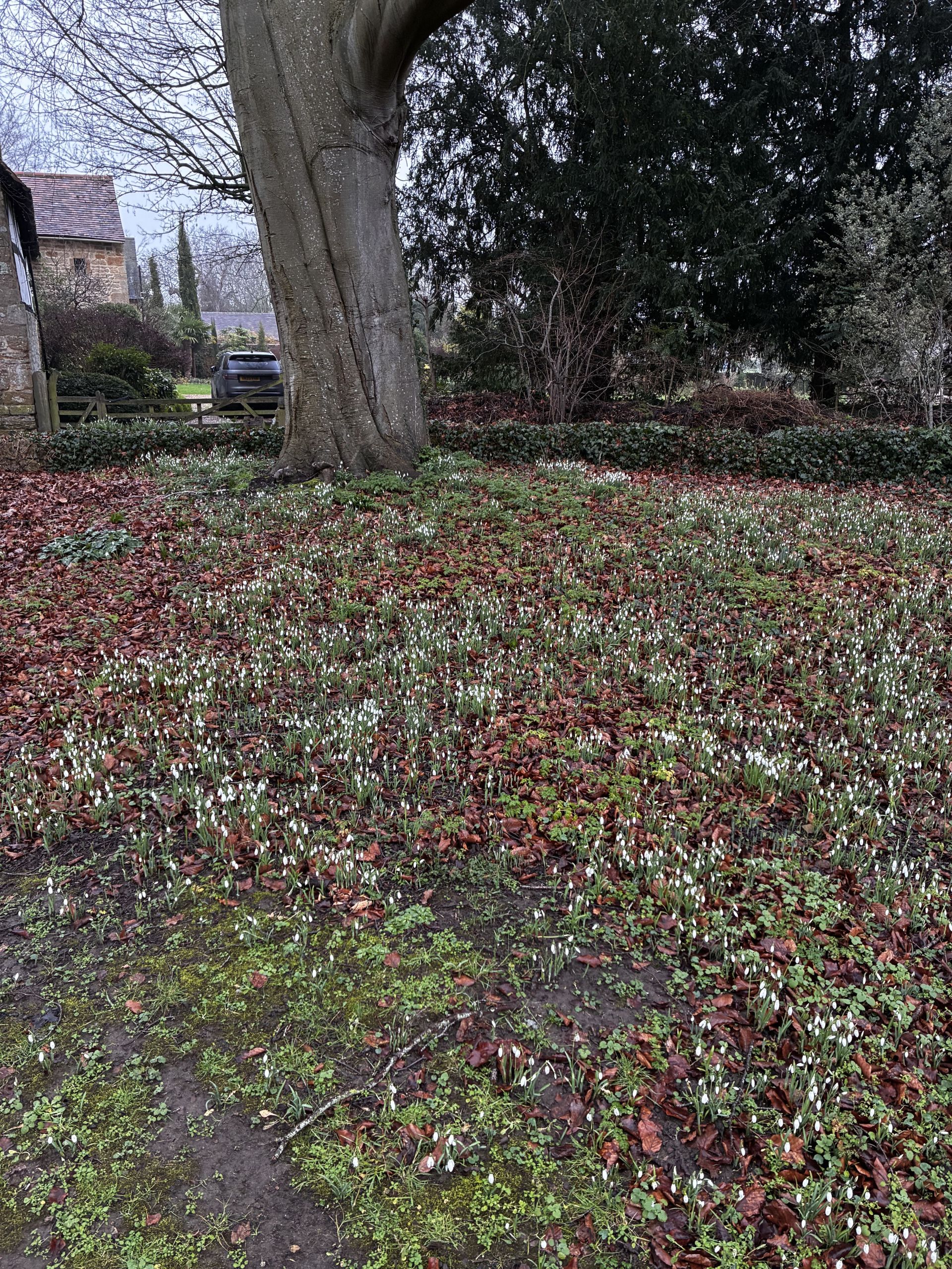 Snowdrops in Elmley Castle churchyard