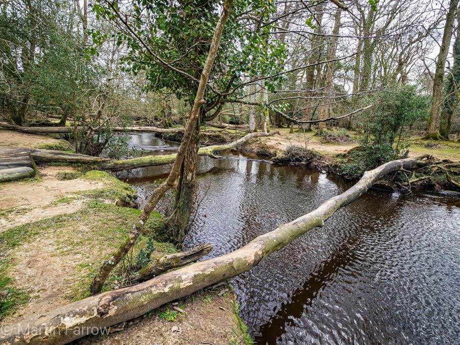 New forest stream in winter