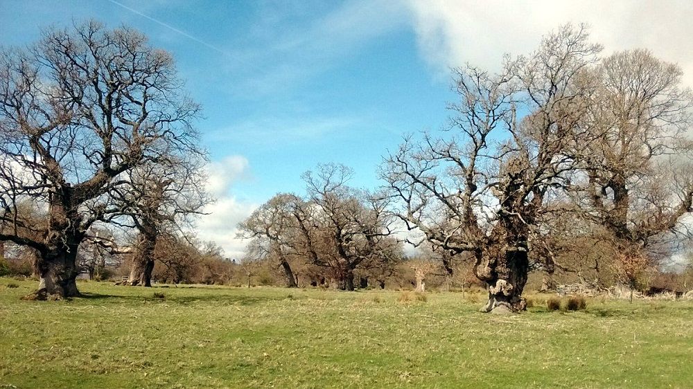 Cadzow oaks and earthworks