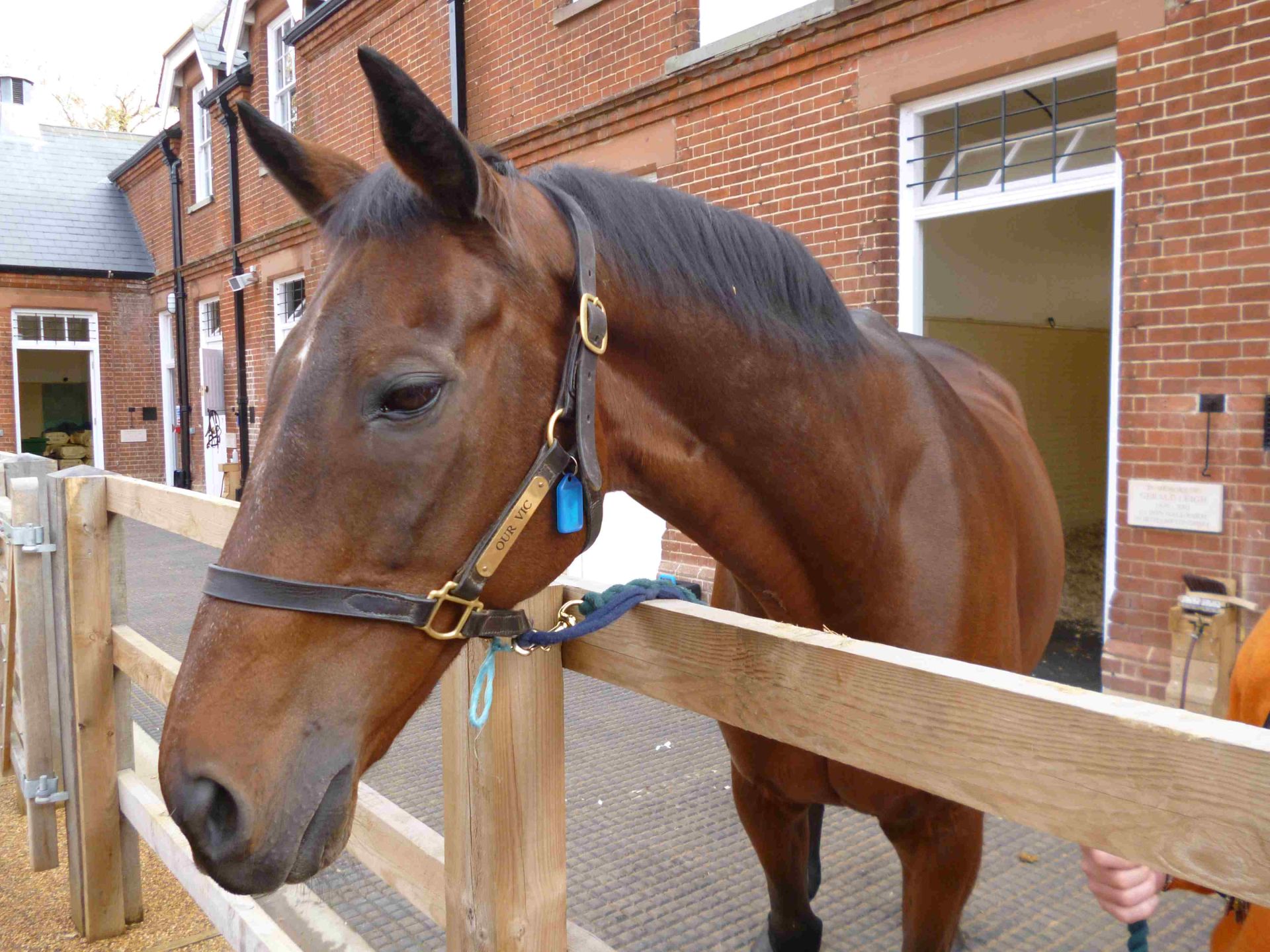 Horse at the newmarket horse racing museum