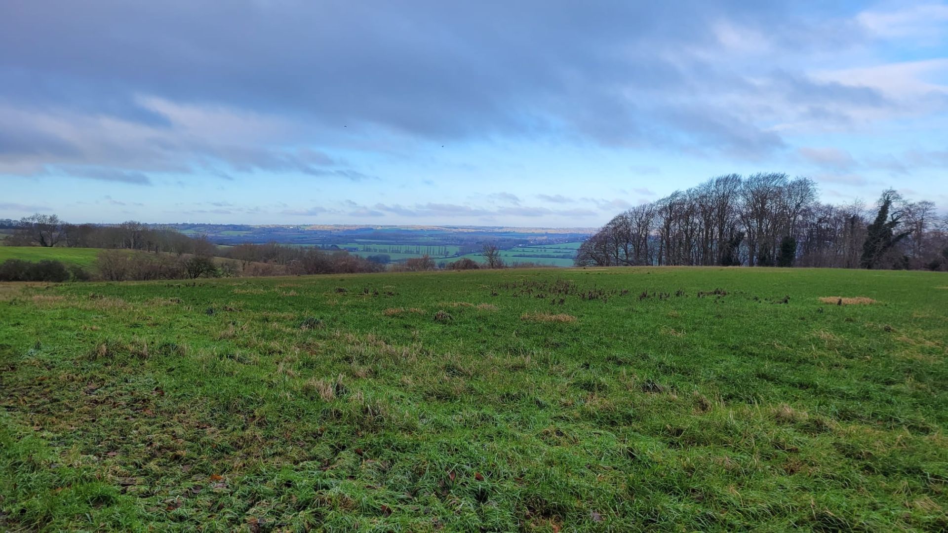 Chalk downs with woodland
