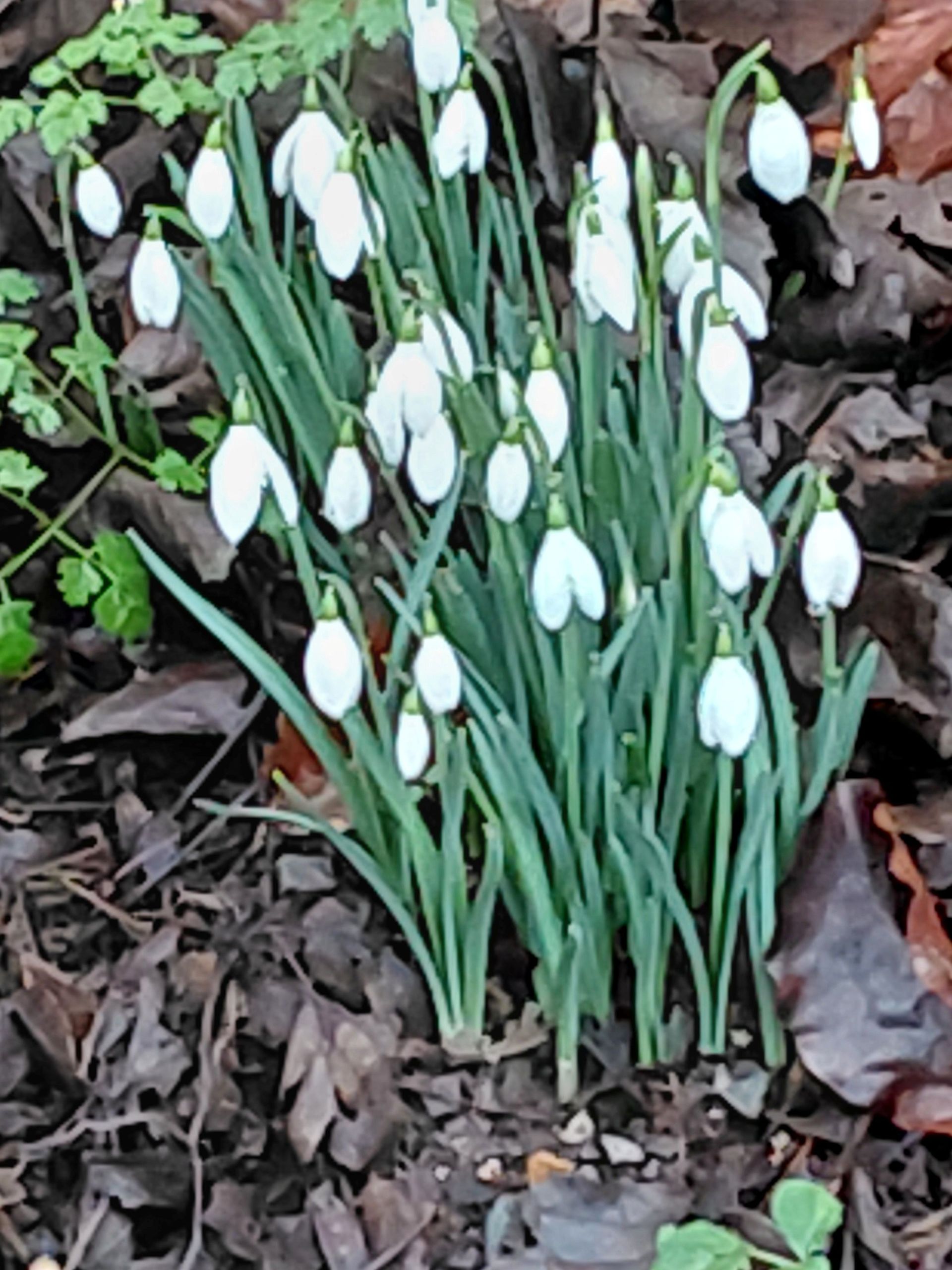 snowdrops flowering
