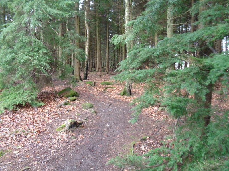 Woodland walk