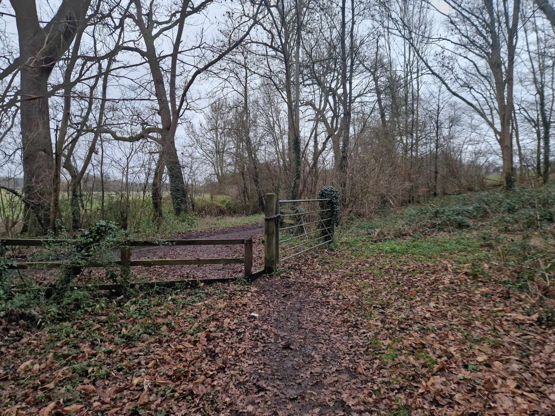 A gate in woodland