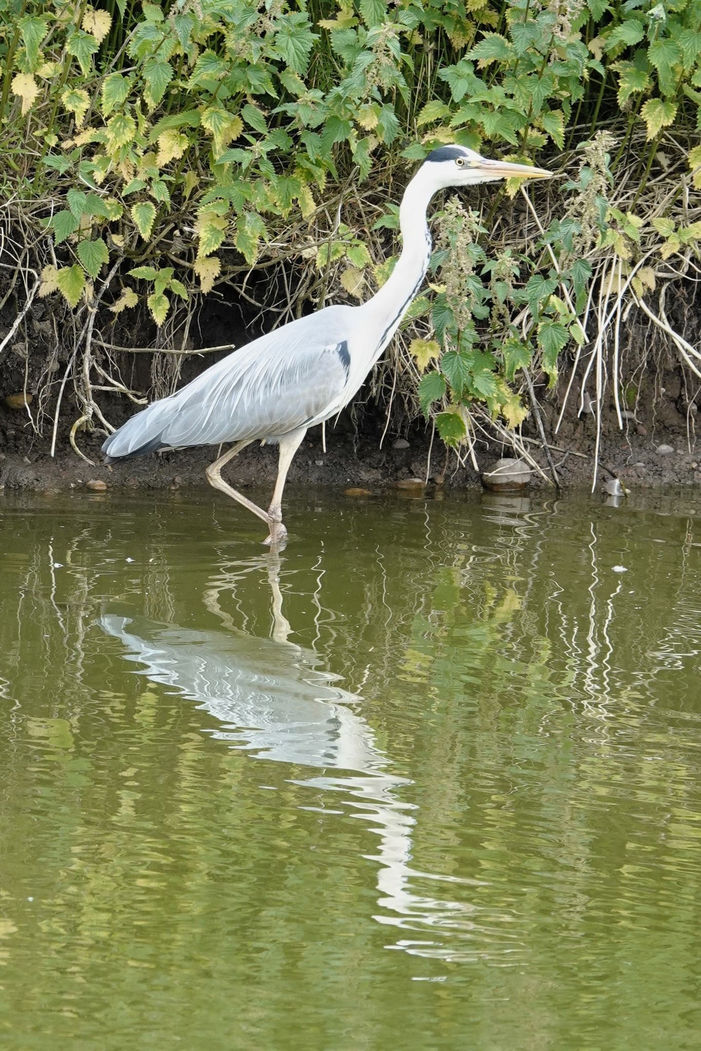 heron
