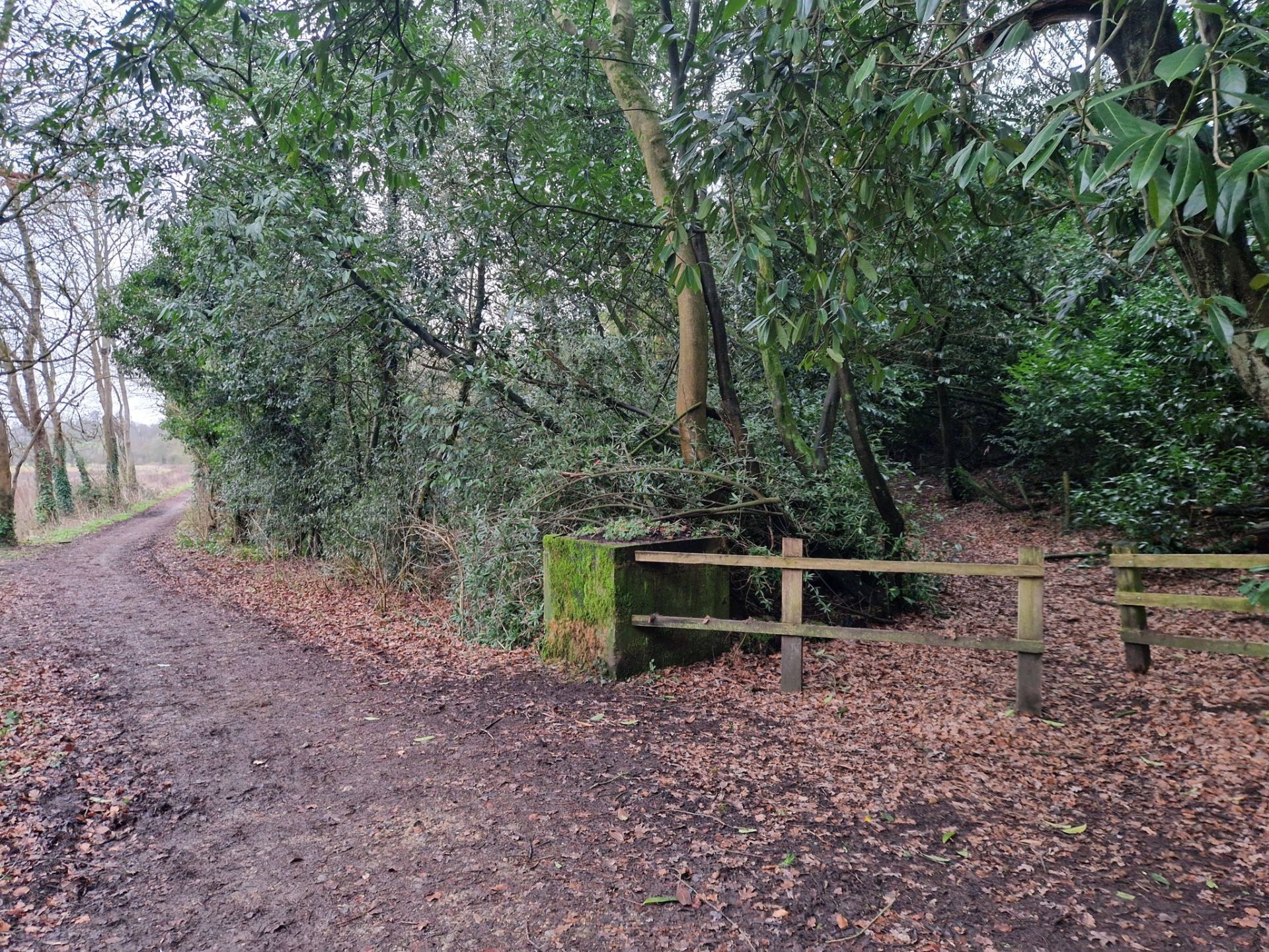 A path through woodland