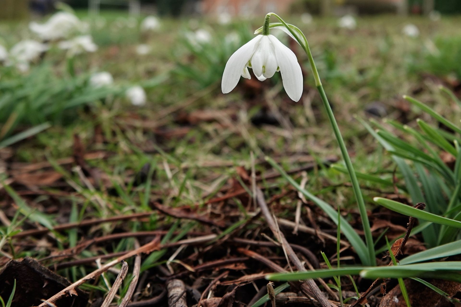 Snowdrops
