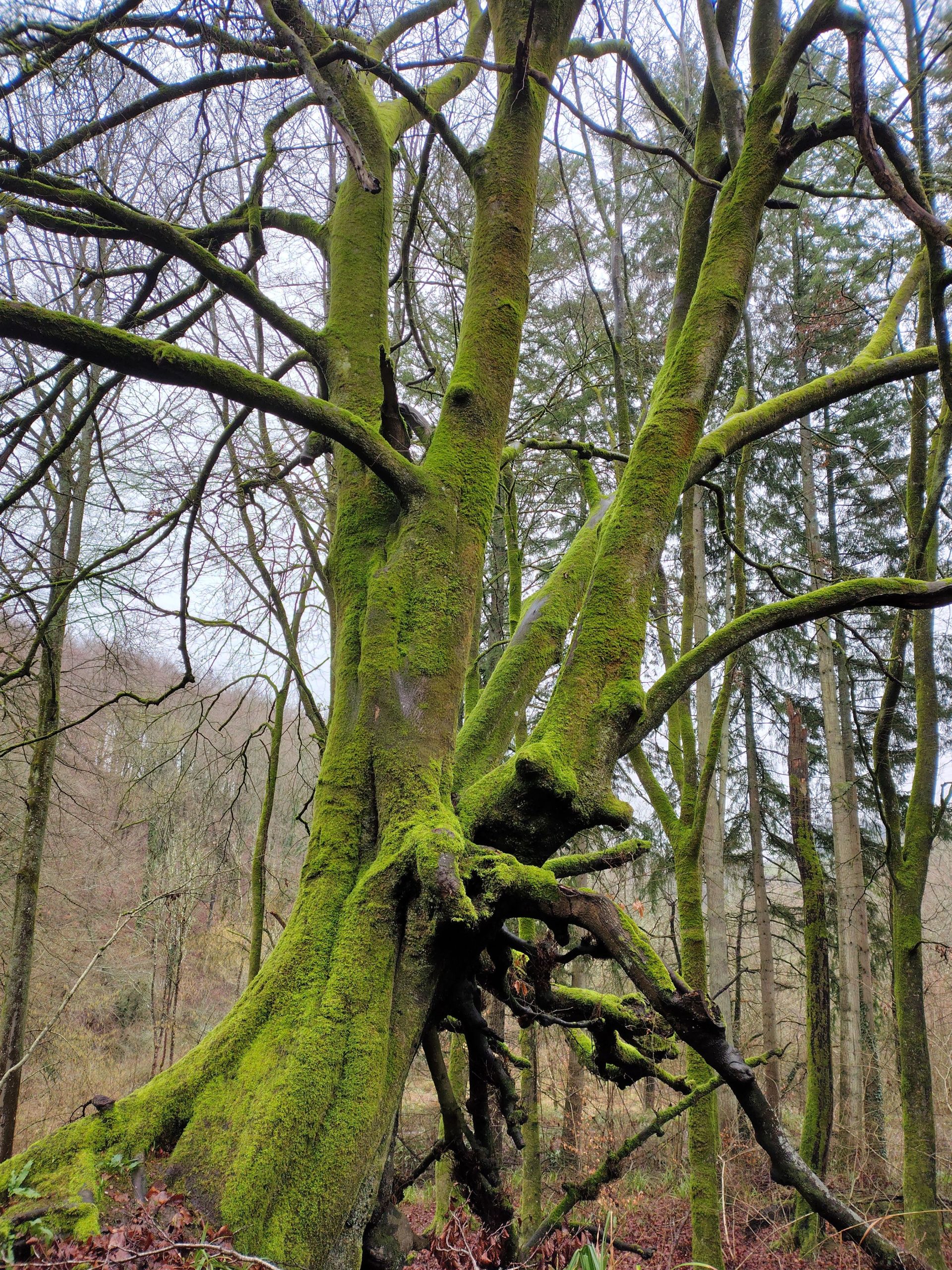 Tree with a green velvet jacket