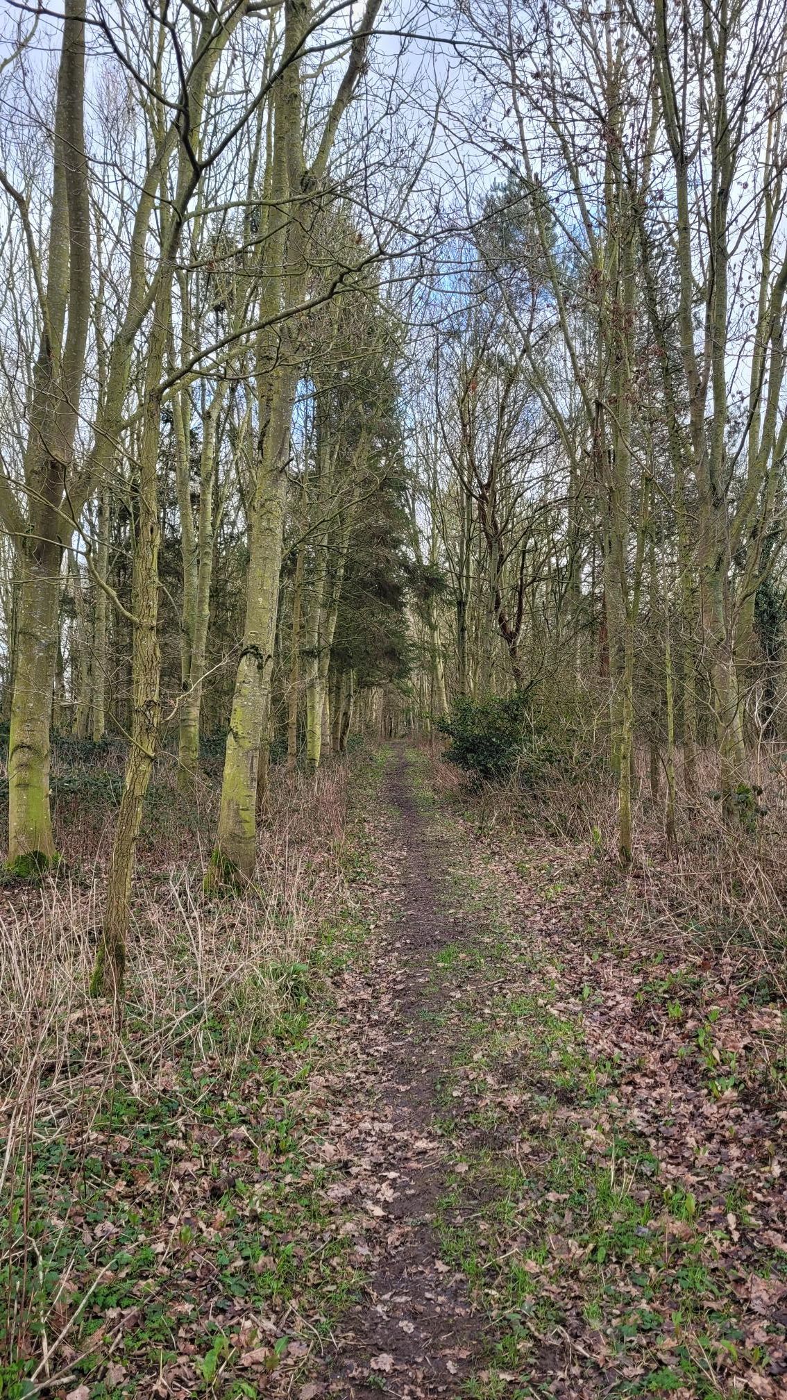 Woods out of Lockington