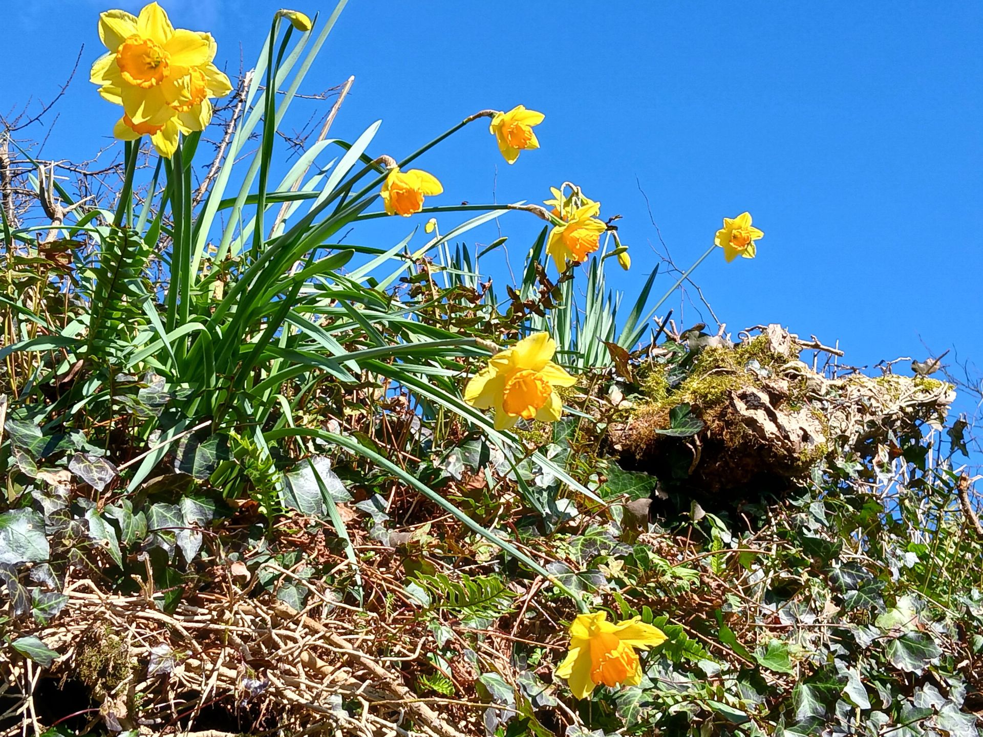 daffodil bank