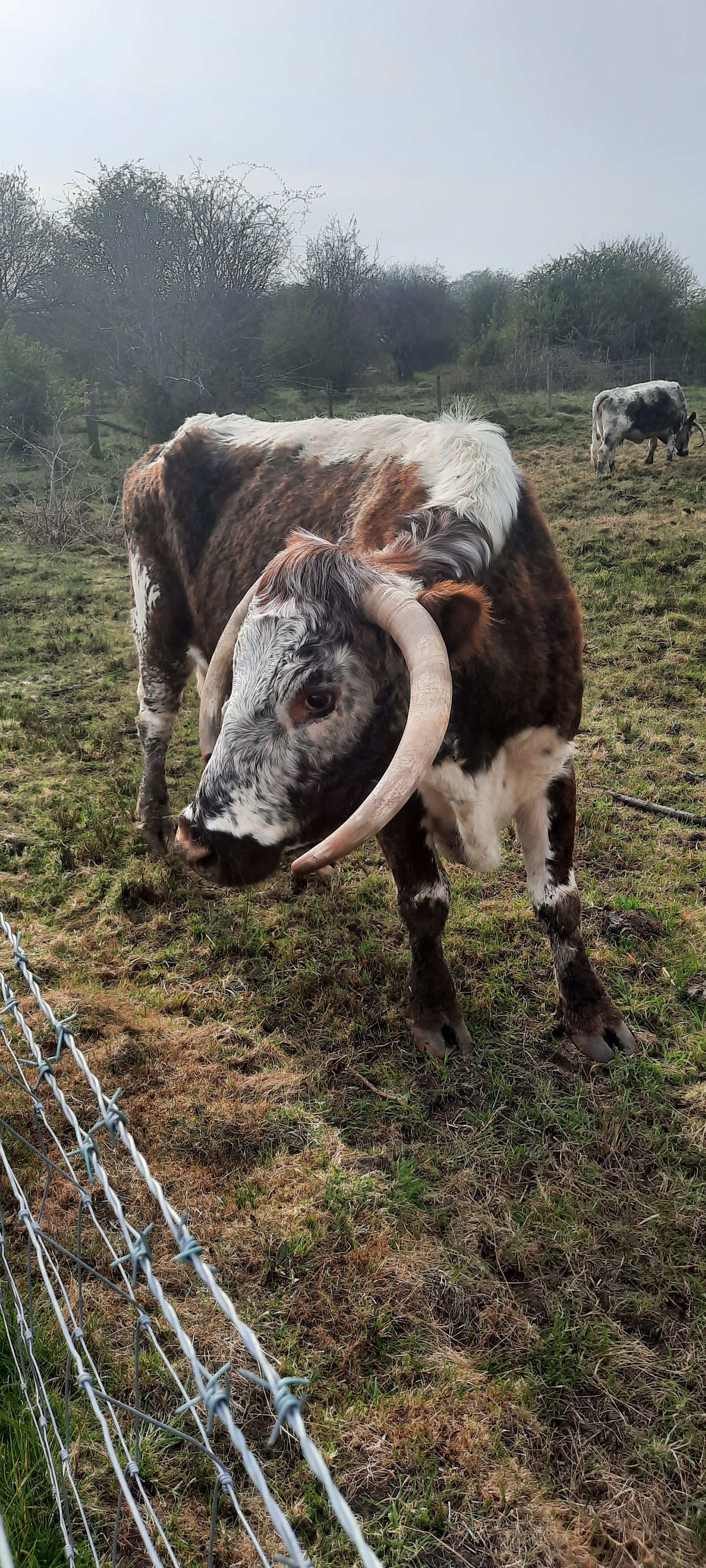 One of the lovely Longhorn cattle